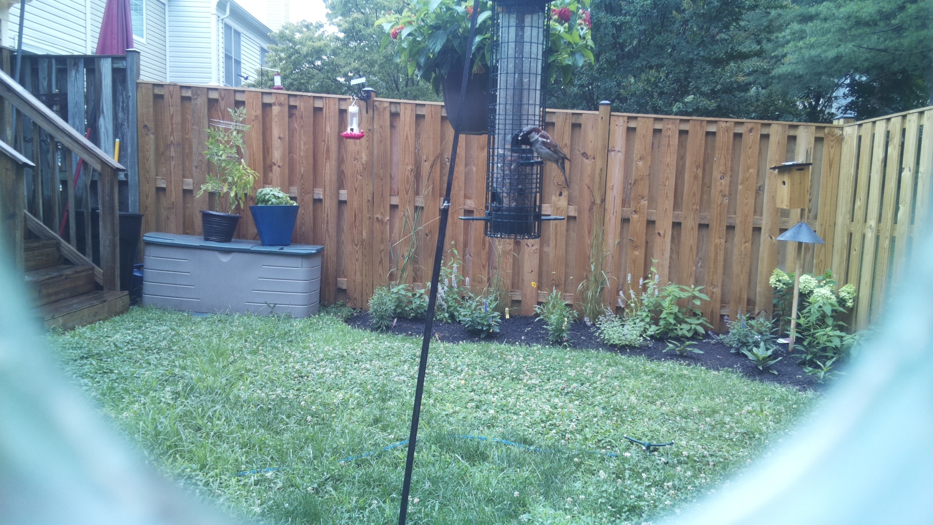 House Sparrow