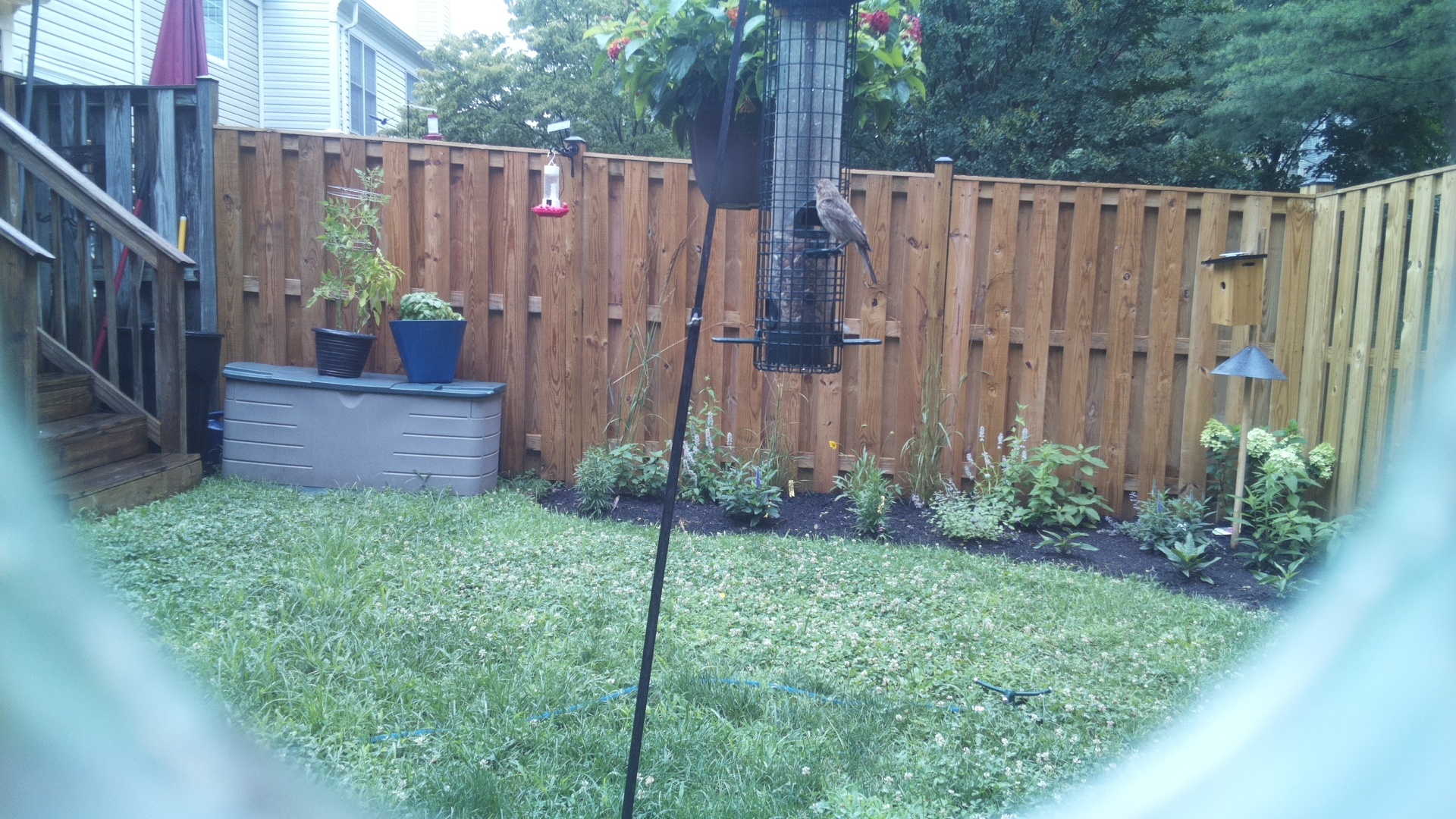 Likely Finch