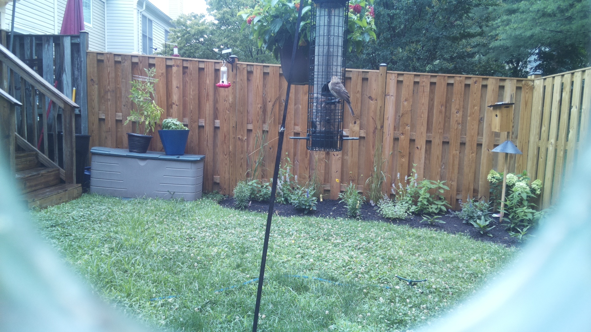 Likely Finch