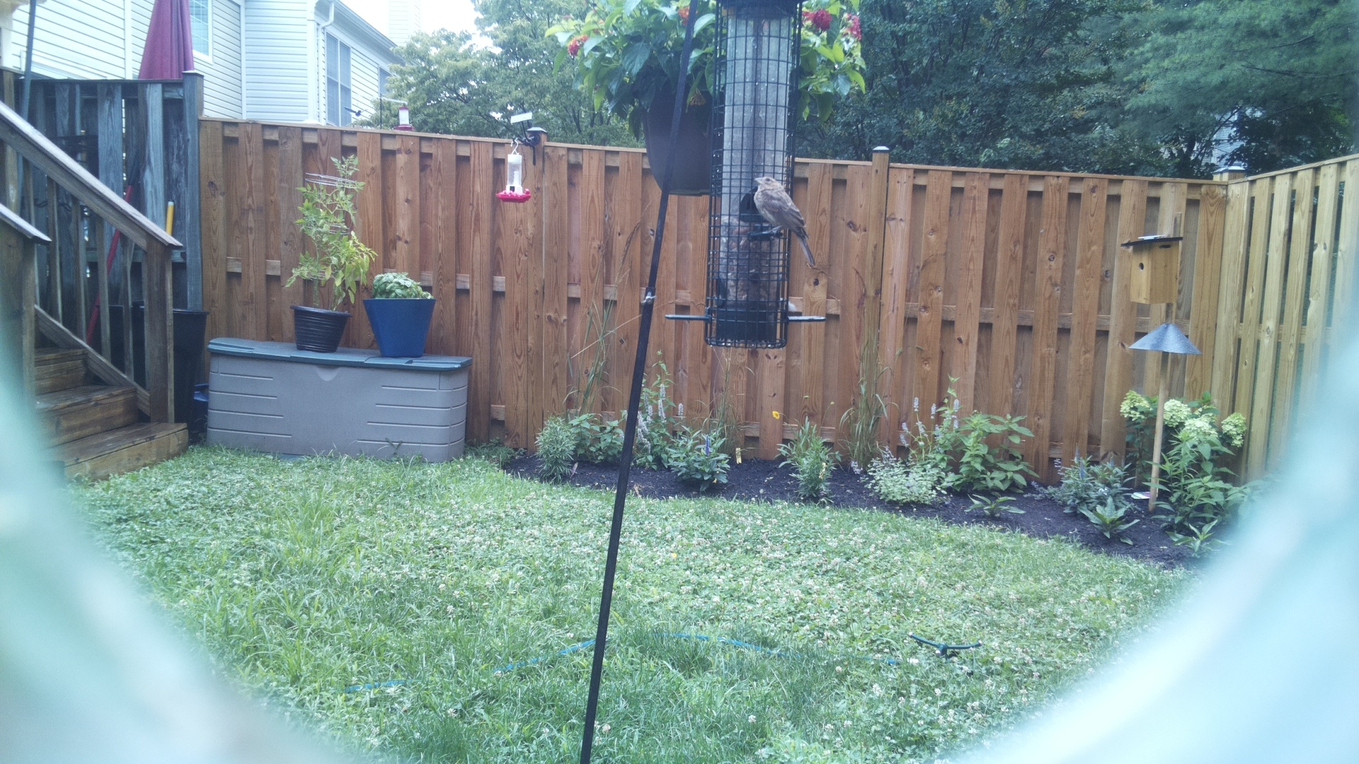 Likely Finch