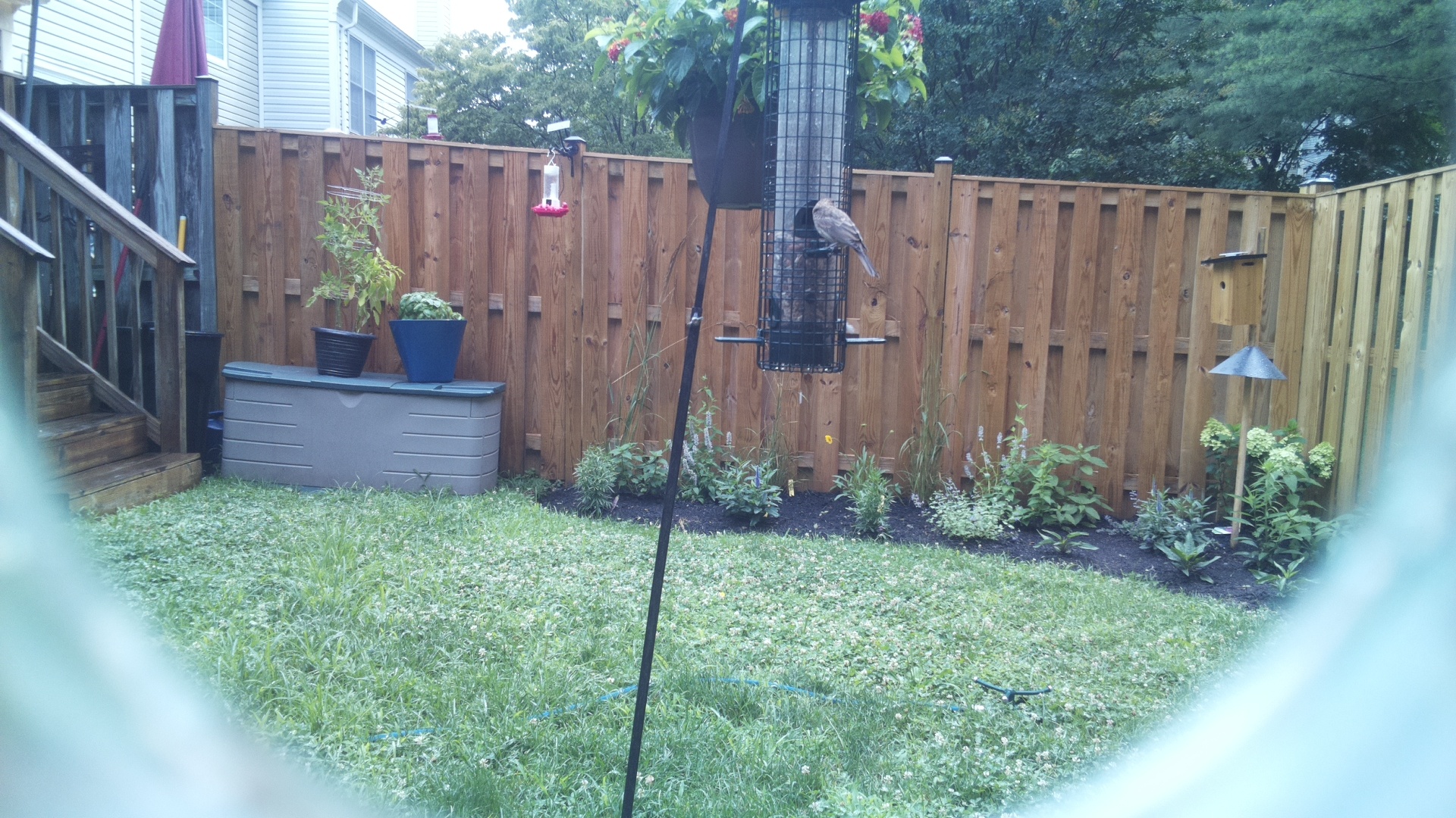 Unknown Bird