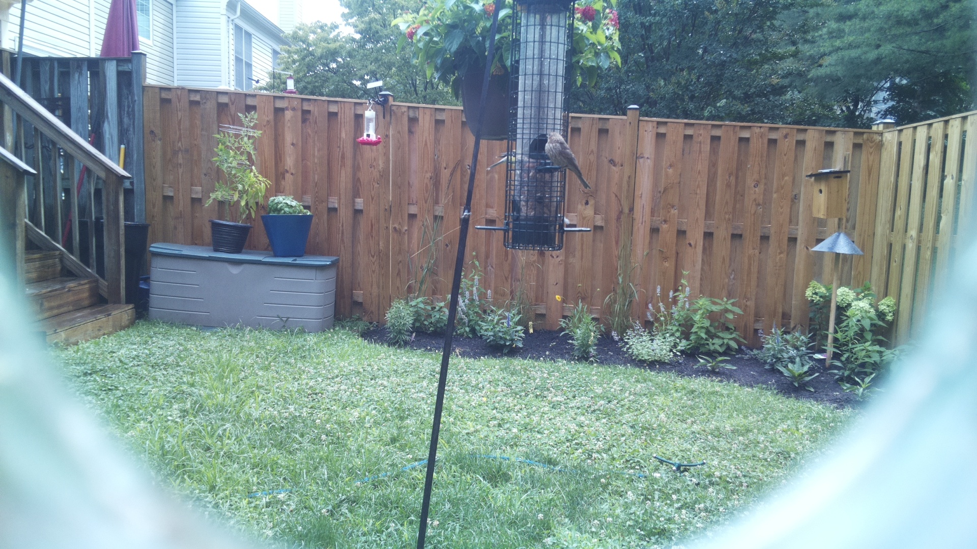 Likely Finch