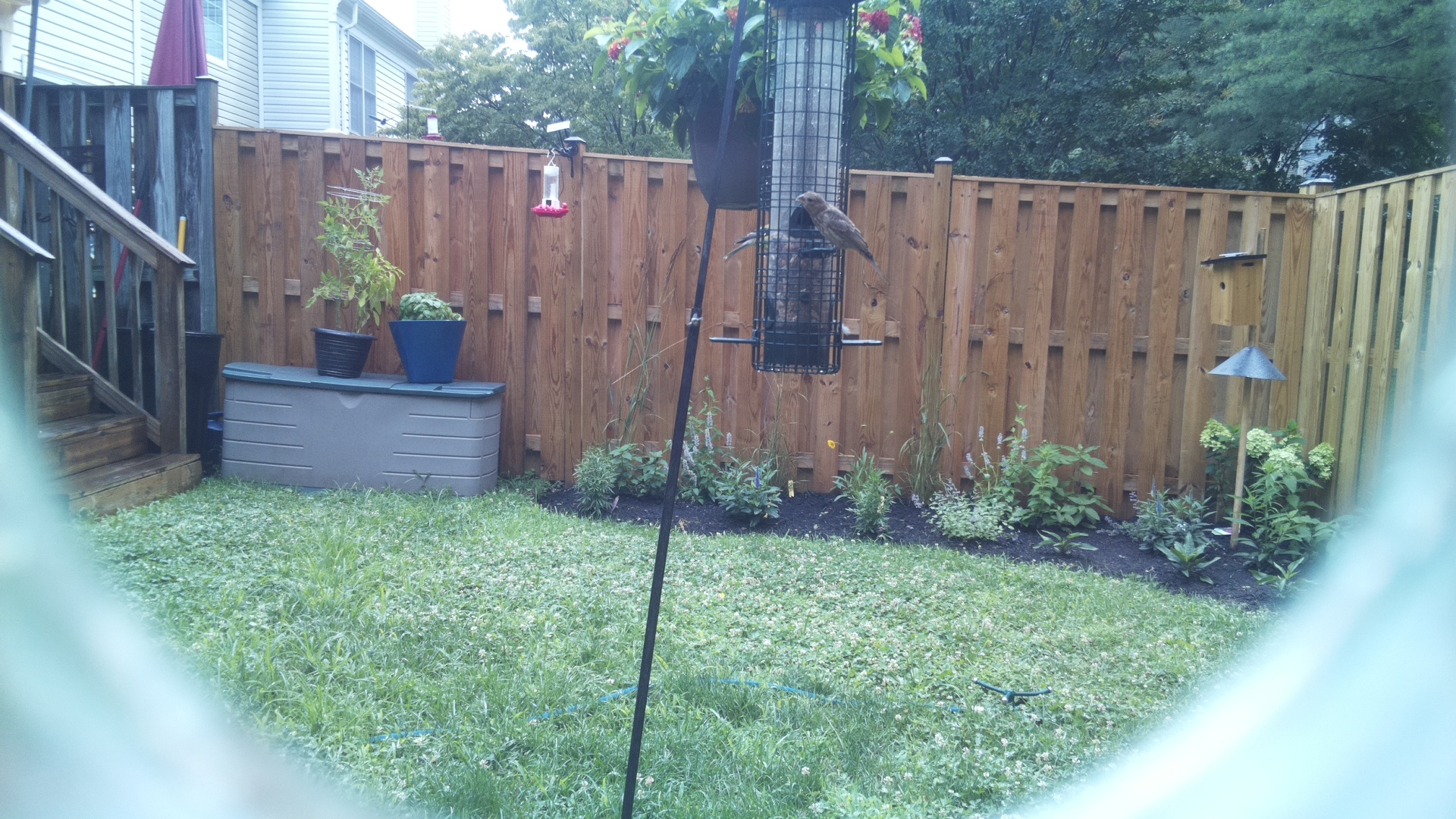 Likely Finch