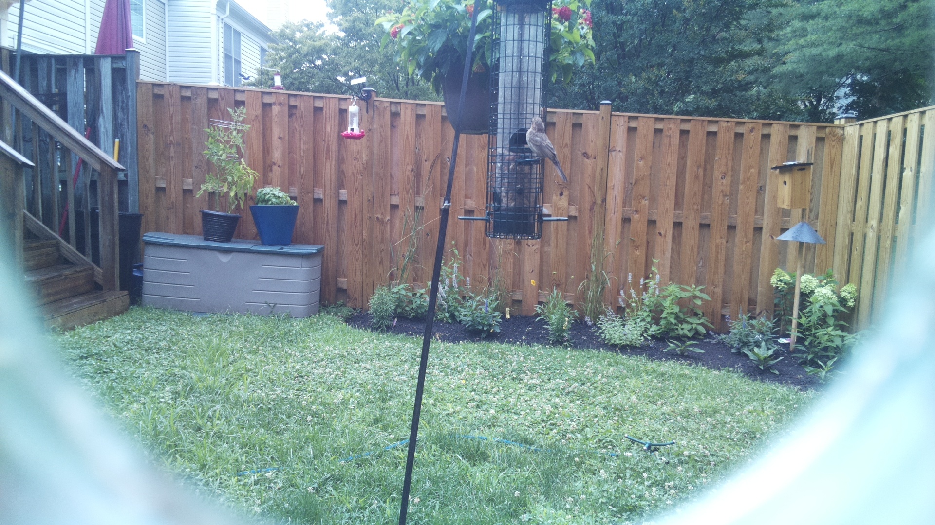 Likely Finch