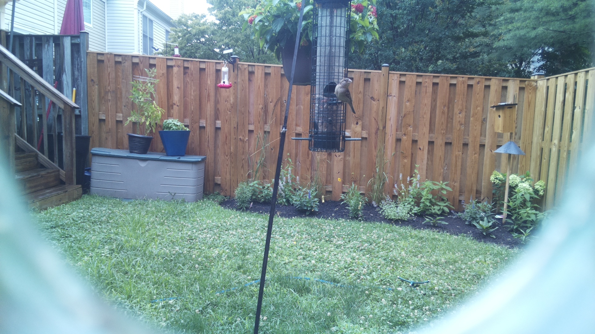Likely Sparrow