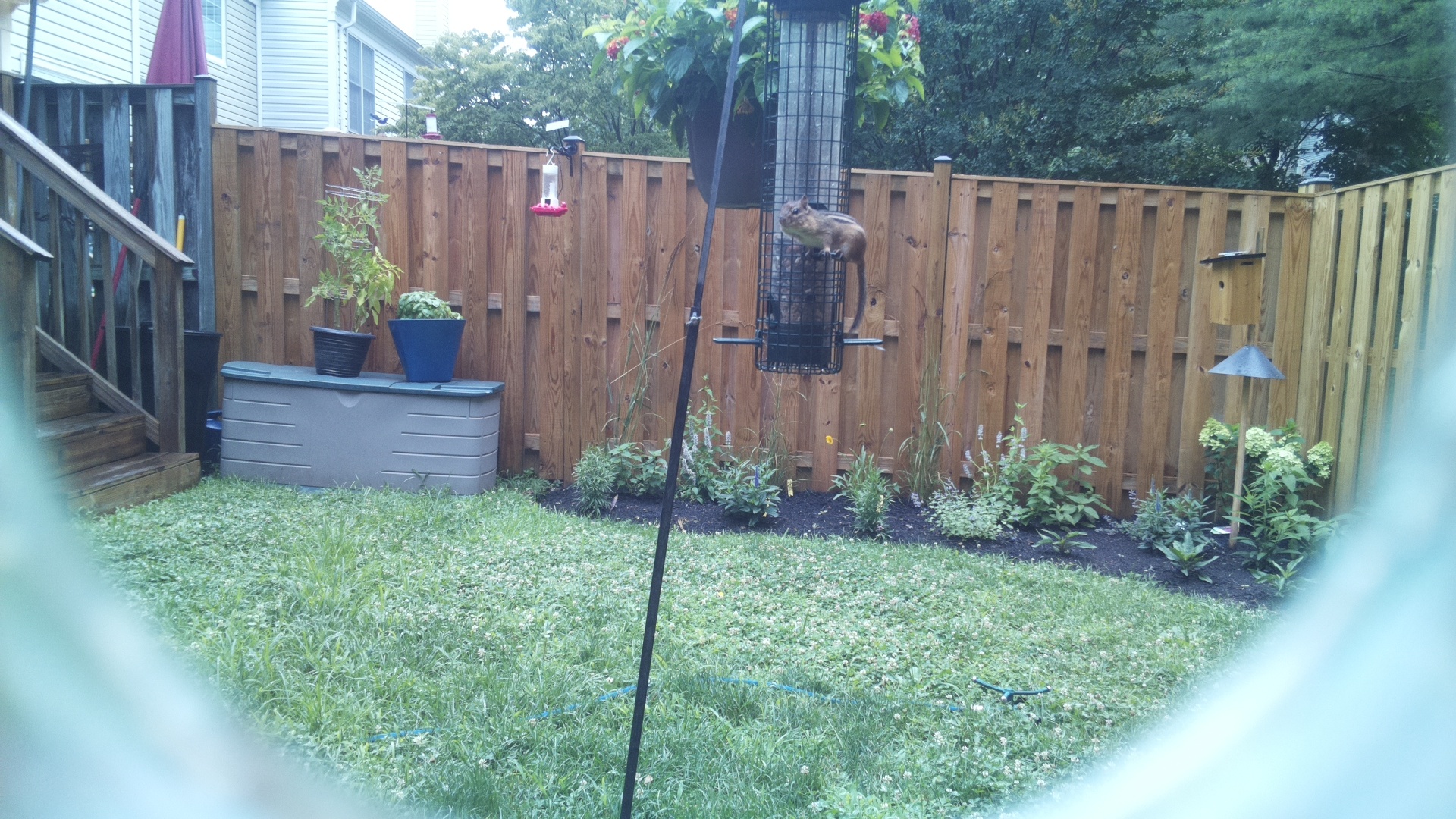 Likely Chickadee/Titmouse