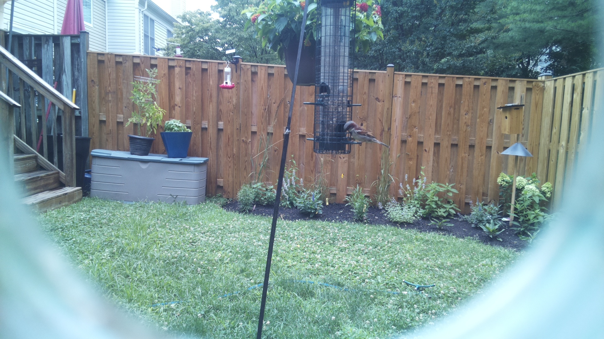 Likely Finch