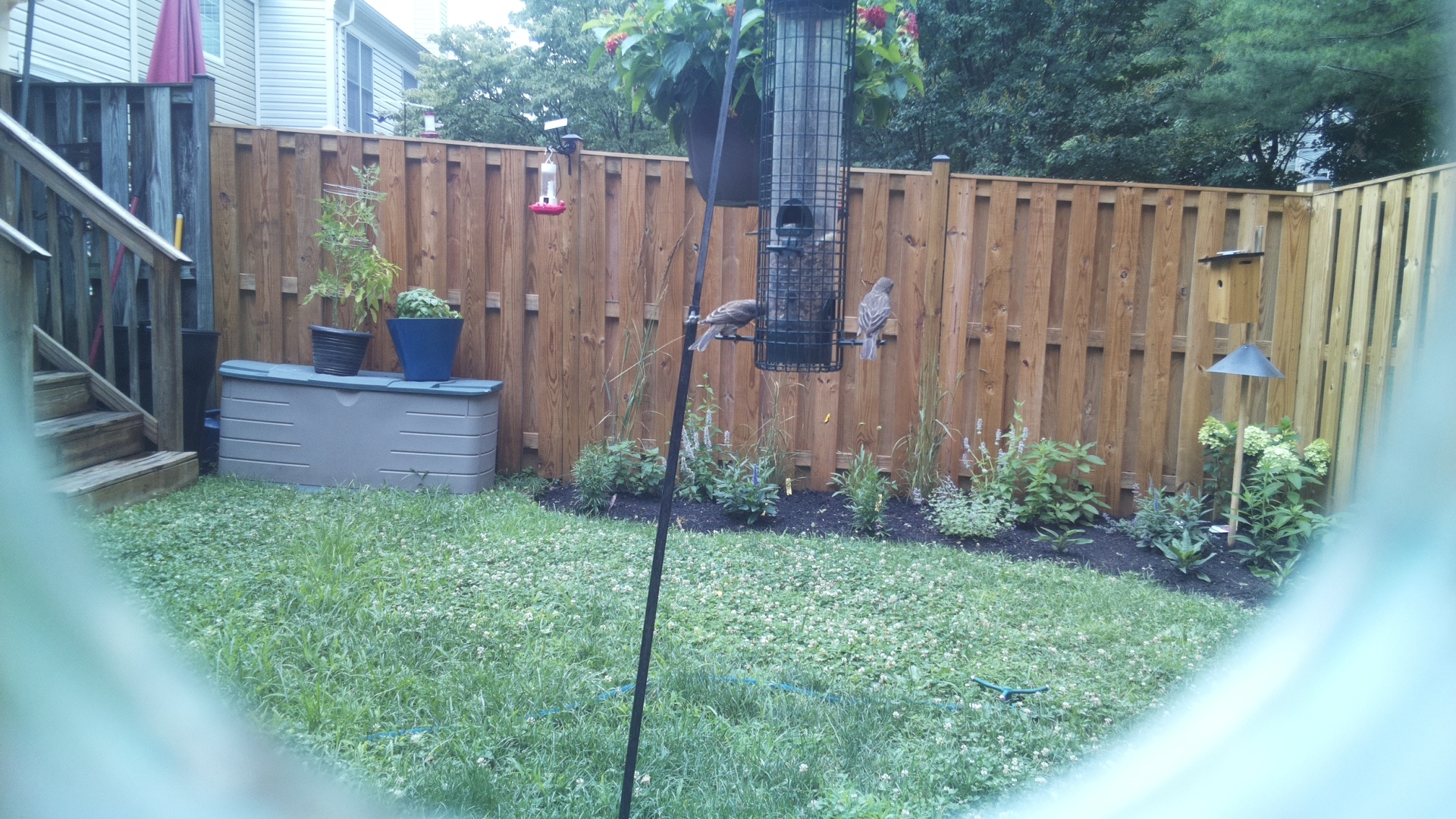 Unknown Bird