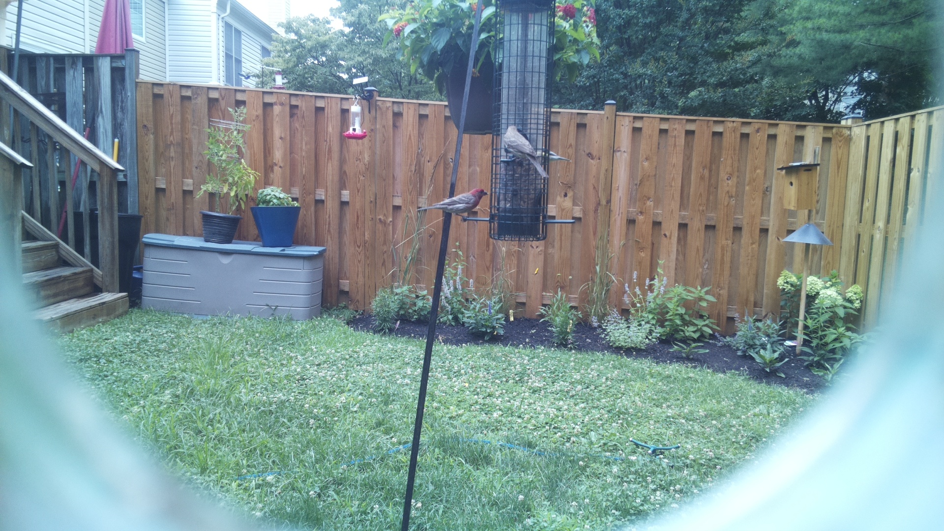 Likely Finch