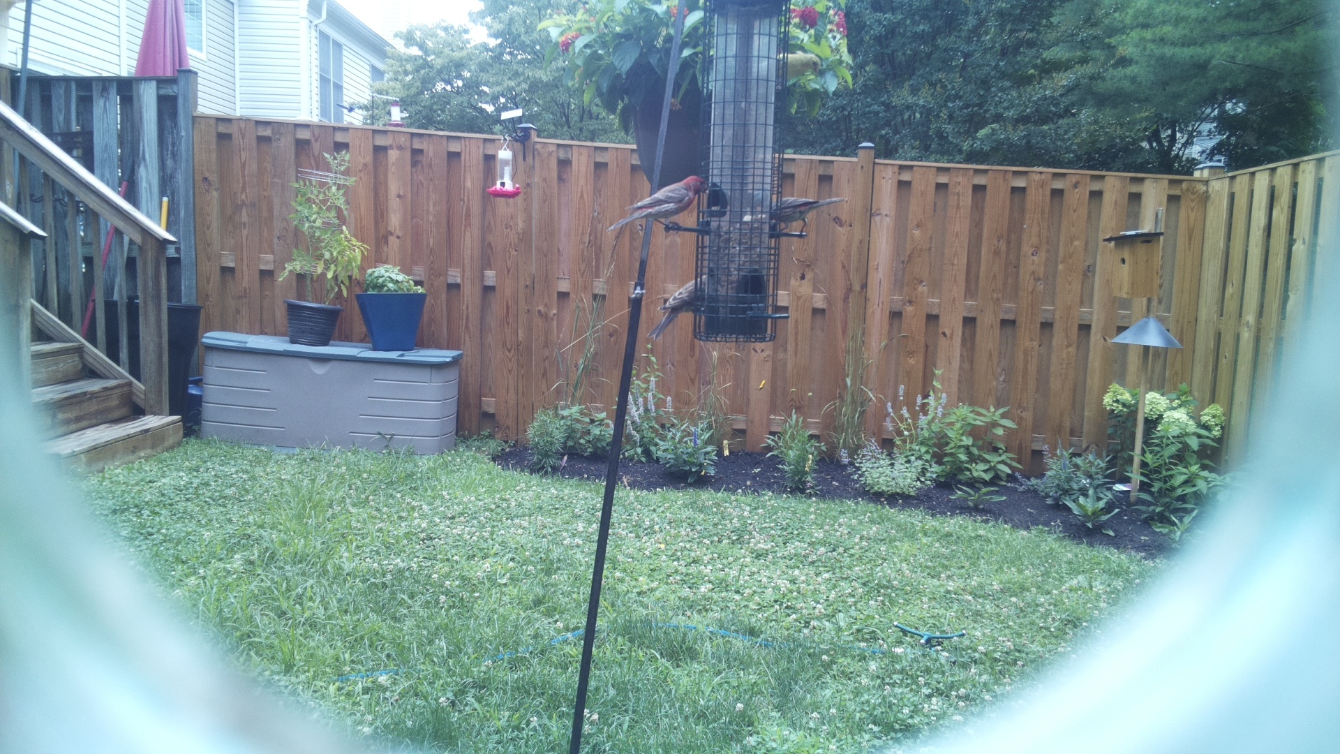 Purple Finch