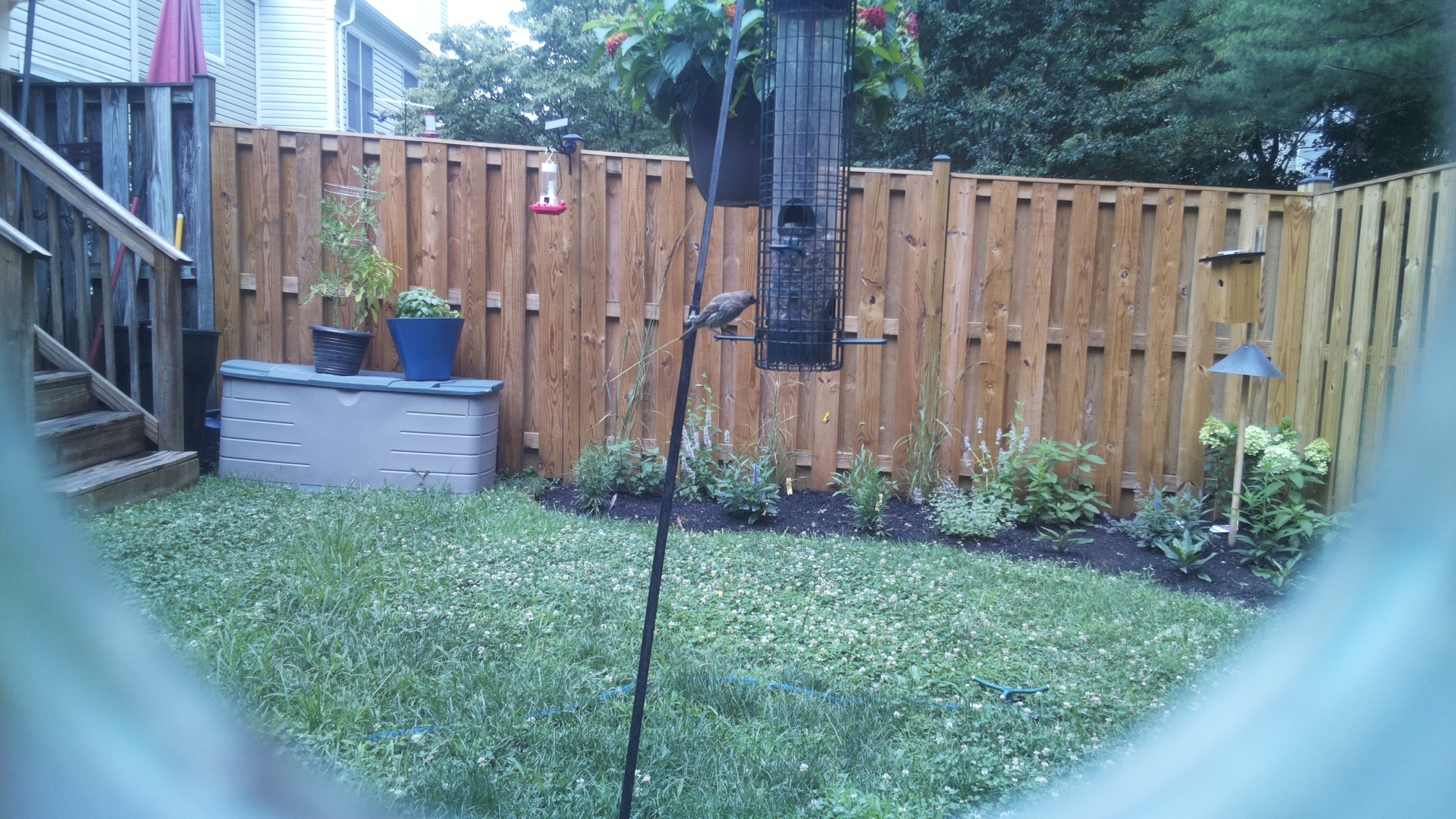 Unknown Bird
