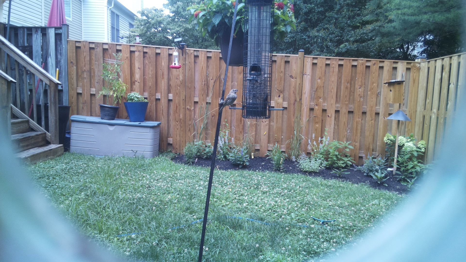 Likely Sparrow
