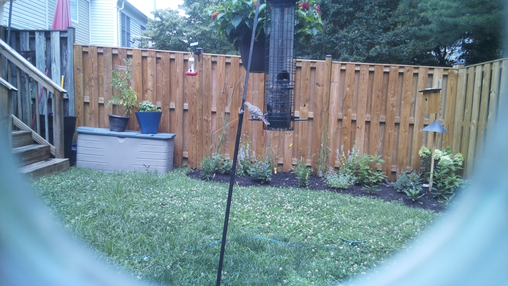 Likely Finch
