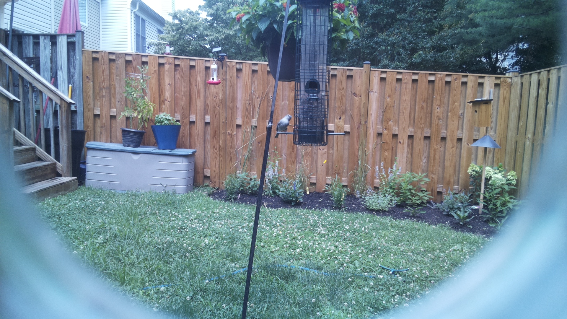 Unknown Bird