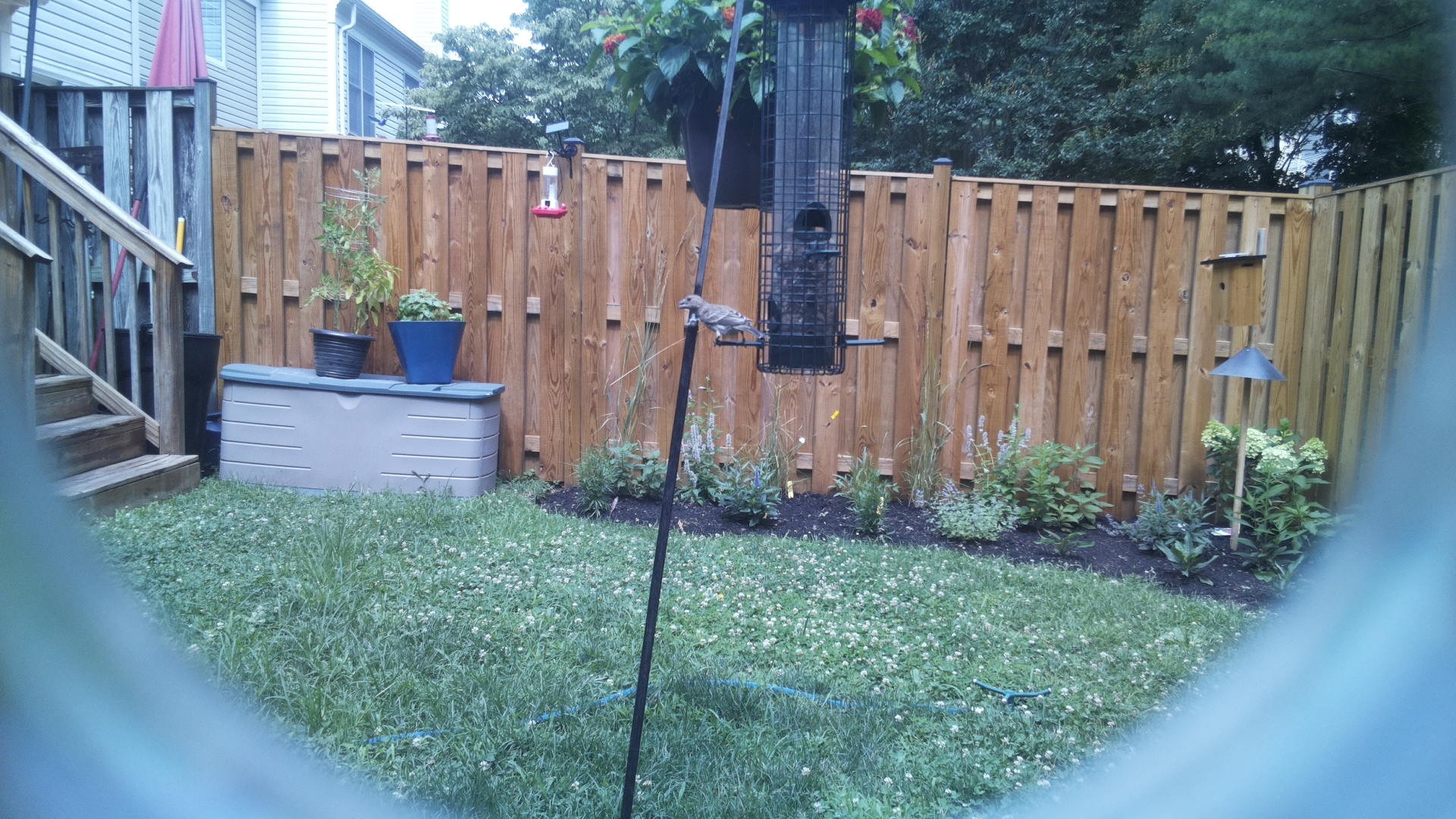 Unknown Bird