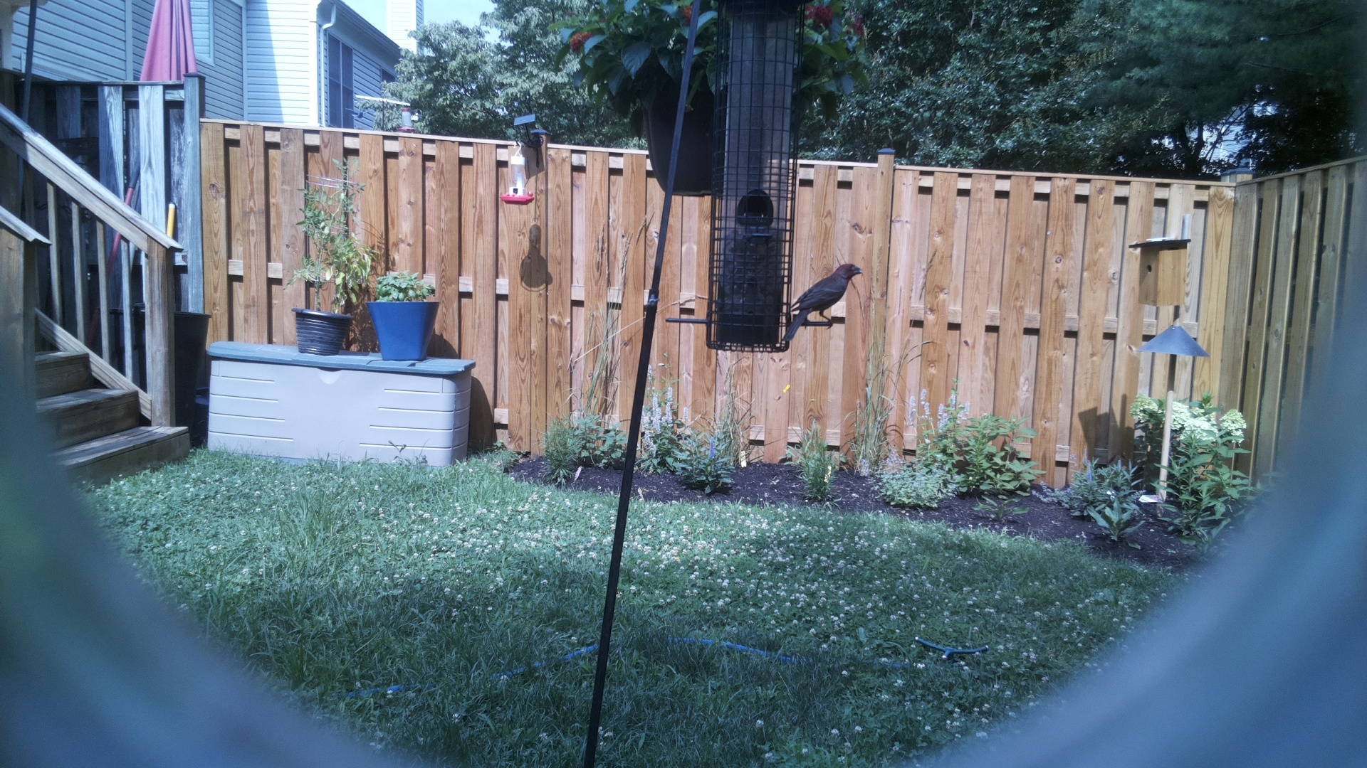 Likely Finch