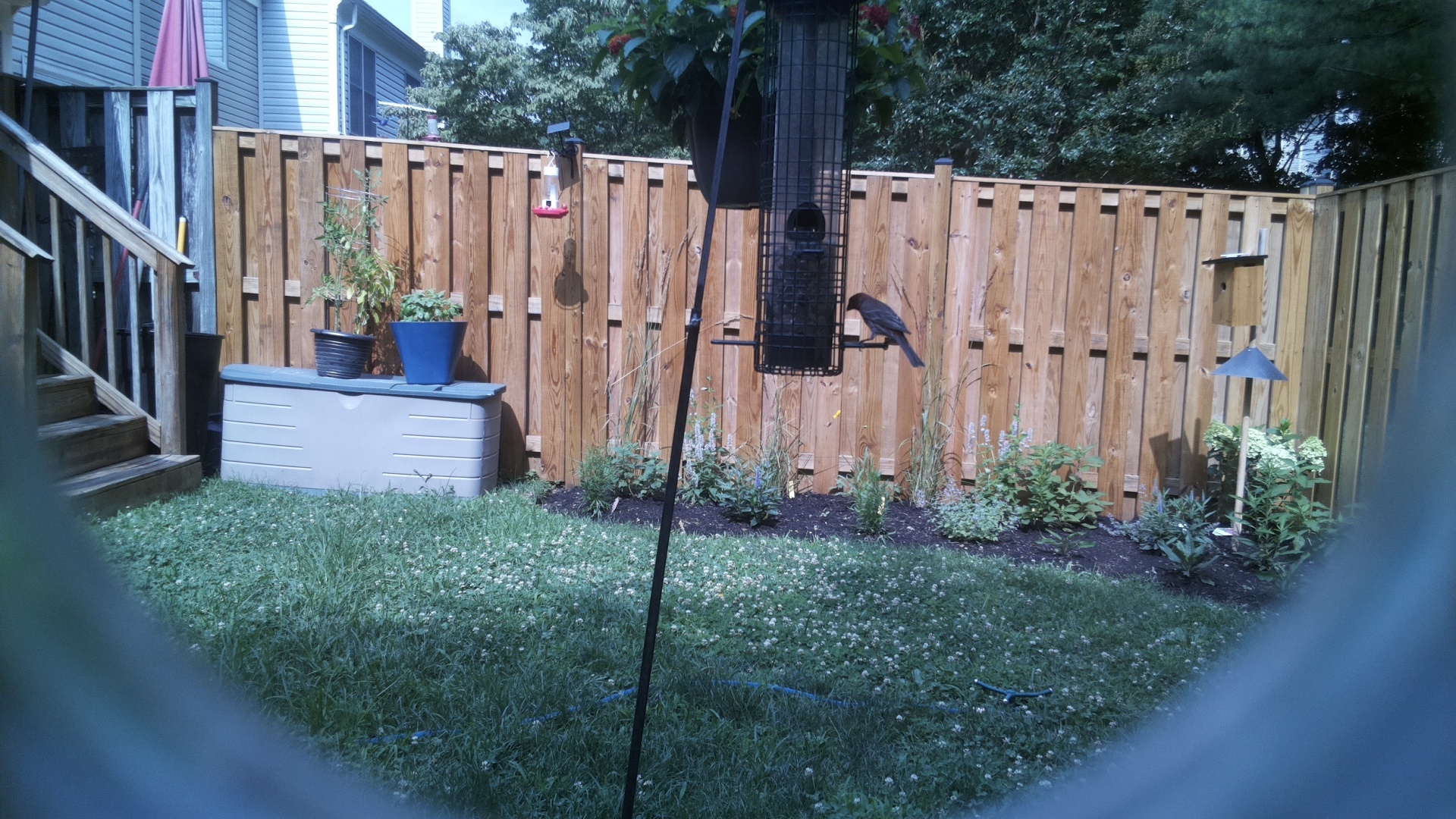 Brown-headed Cowbird