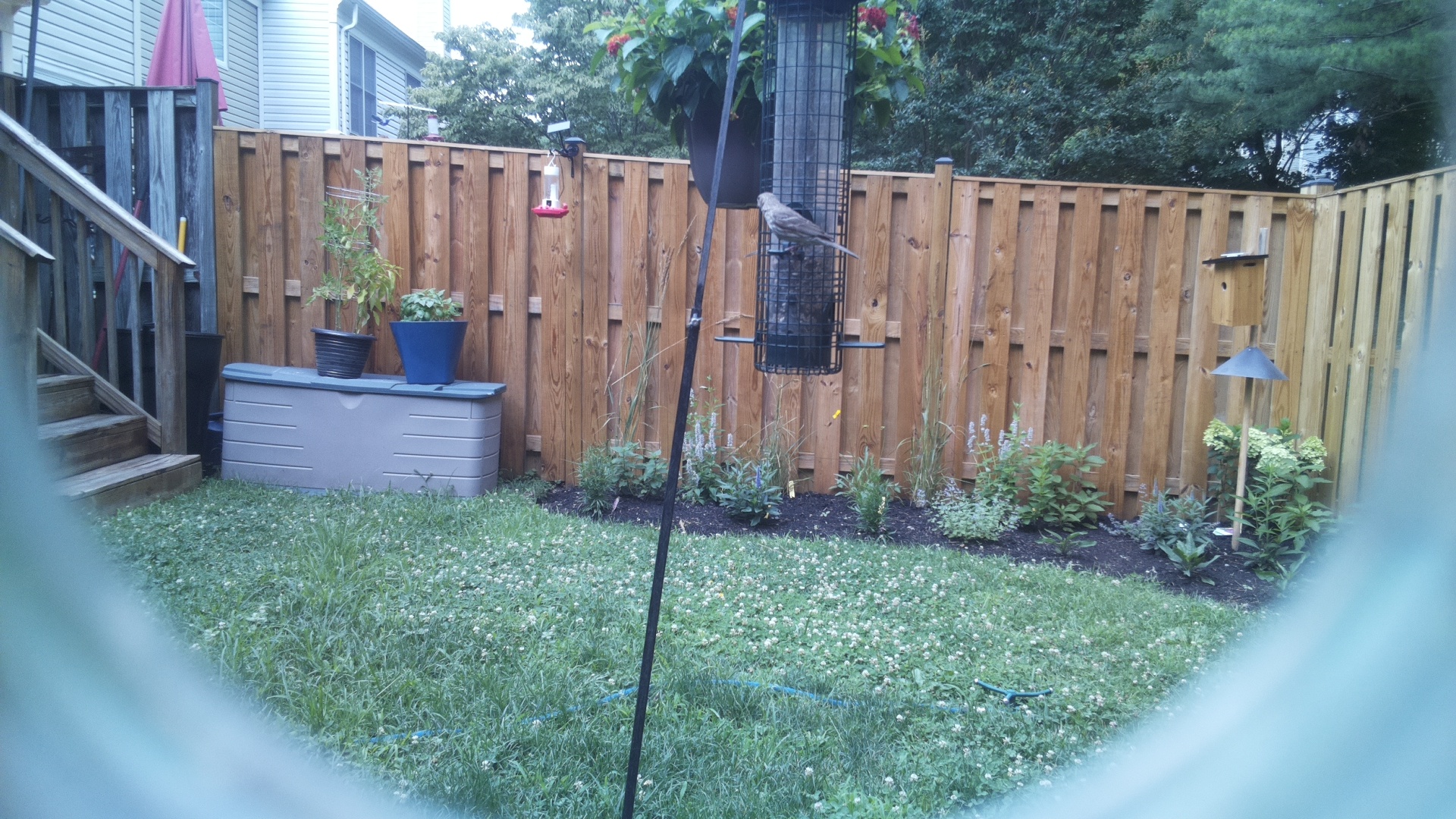 Likely Finch