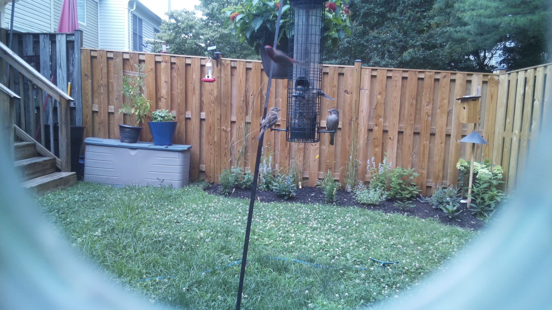 Unknown Bird