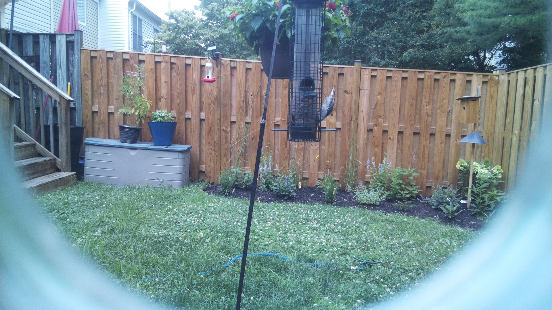 White-breasted Nuthatch