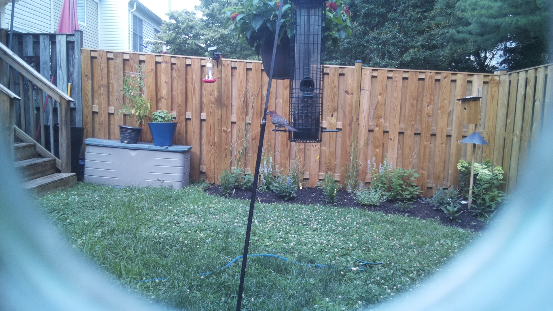 Purple Finch