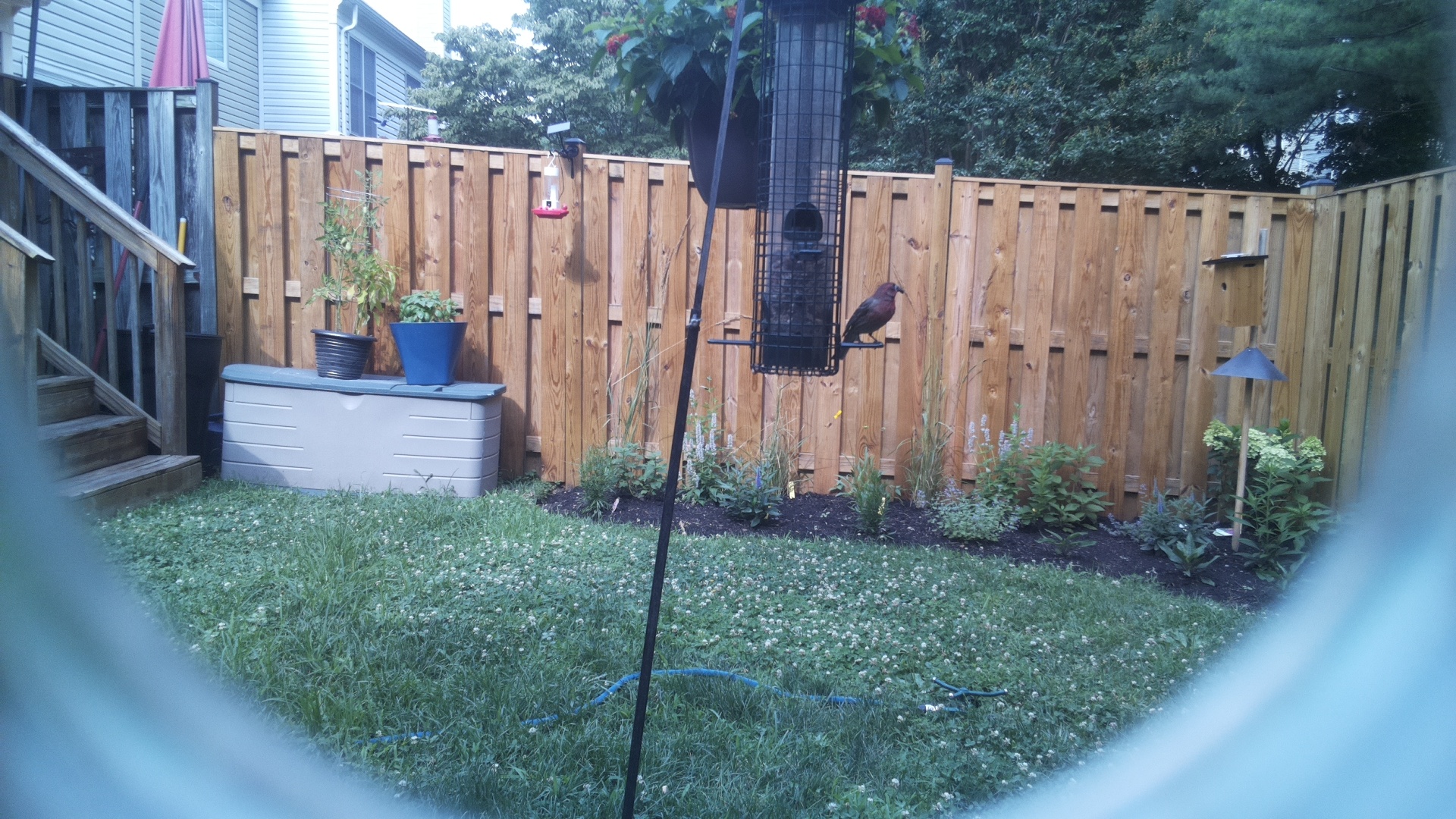 Purple Finch