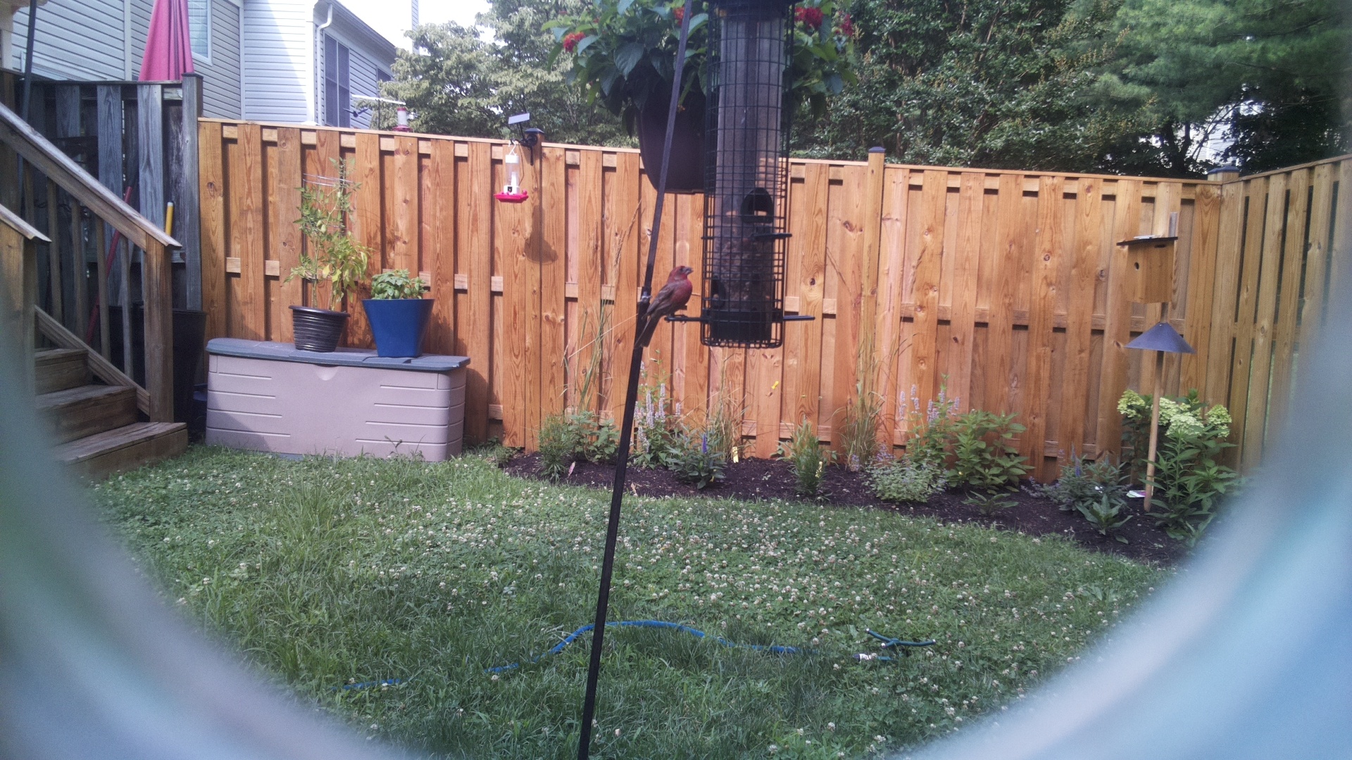 Purple Finch