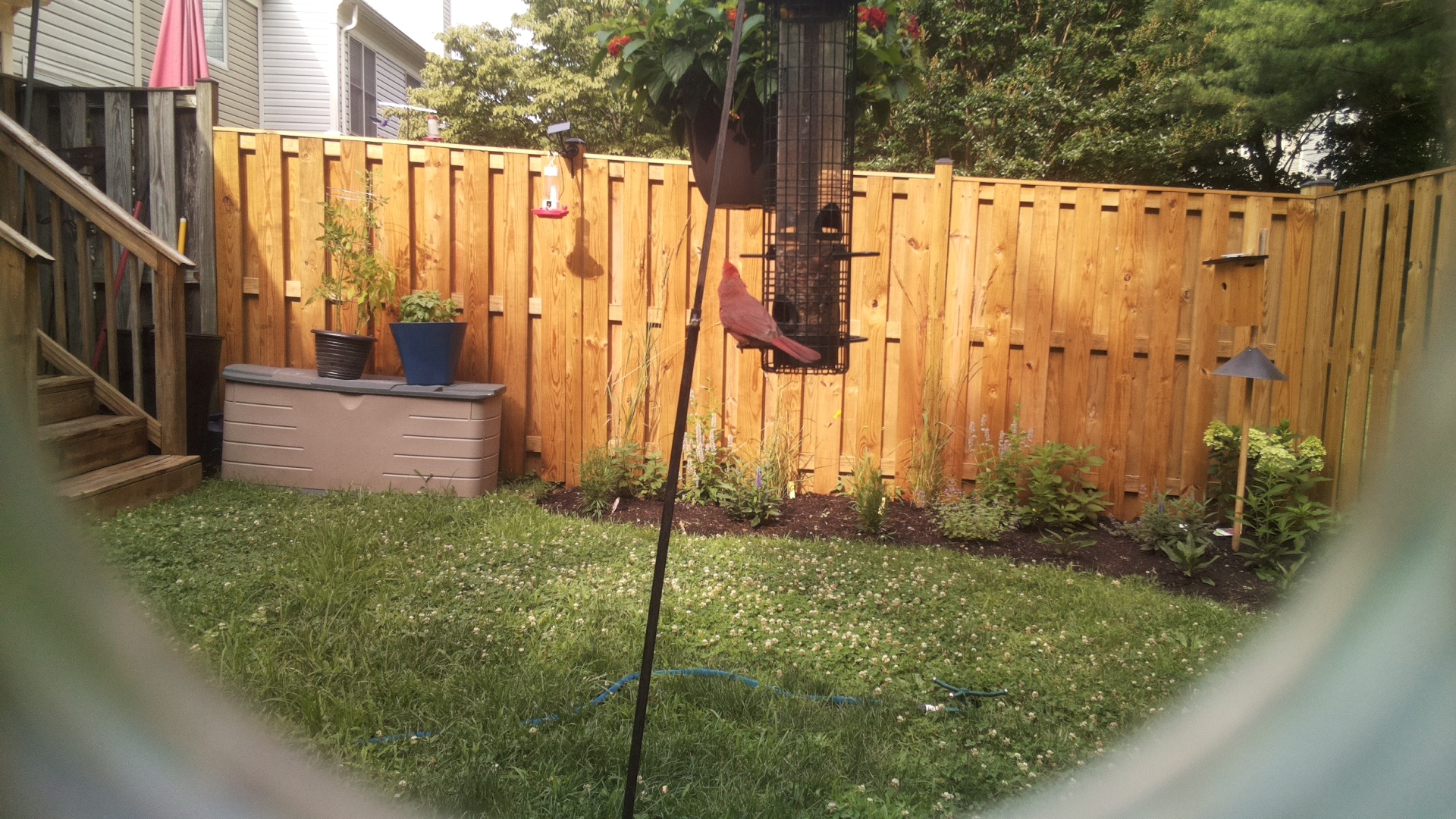 Likely Finch