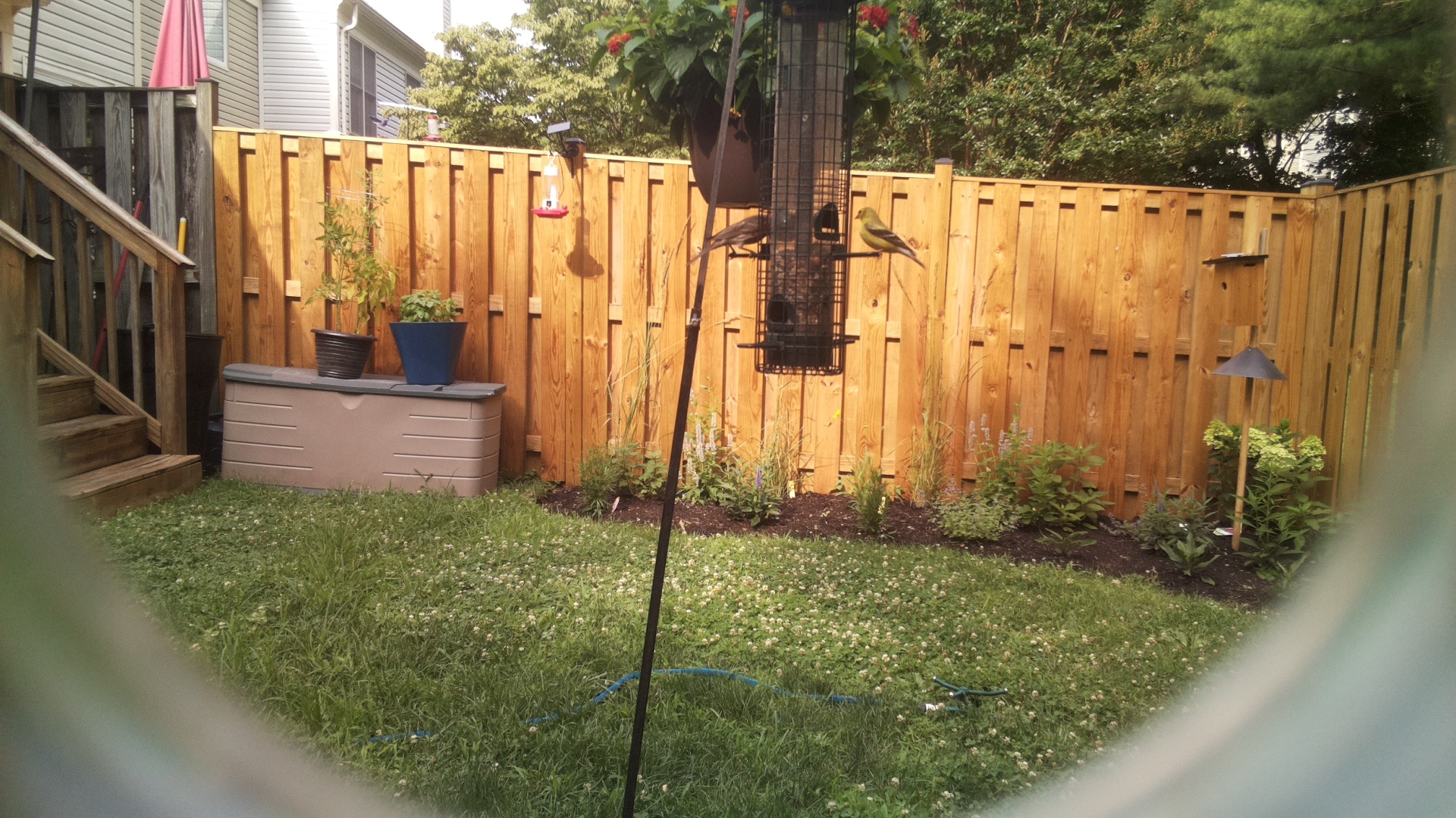 American Goldfinch