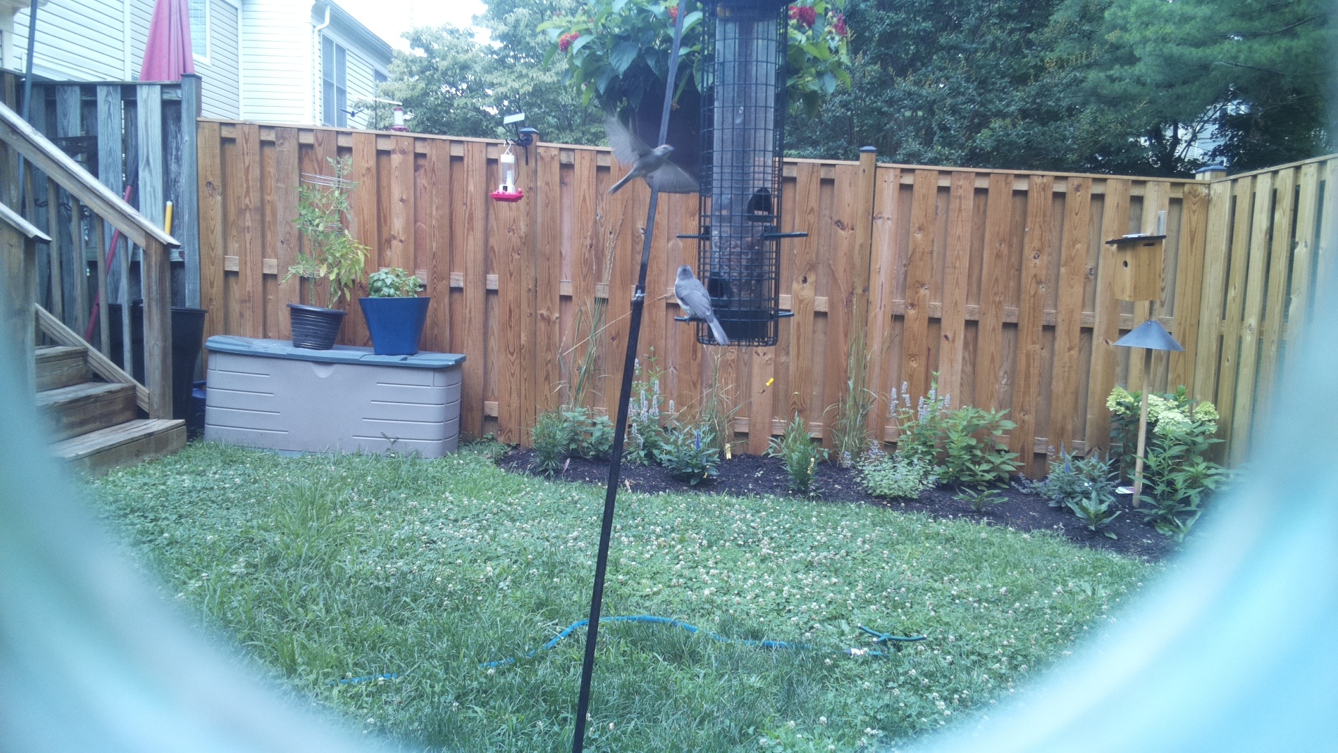 Likely Chickadee/Titmouse