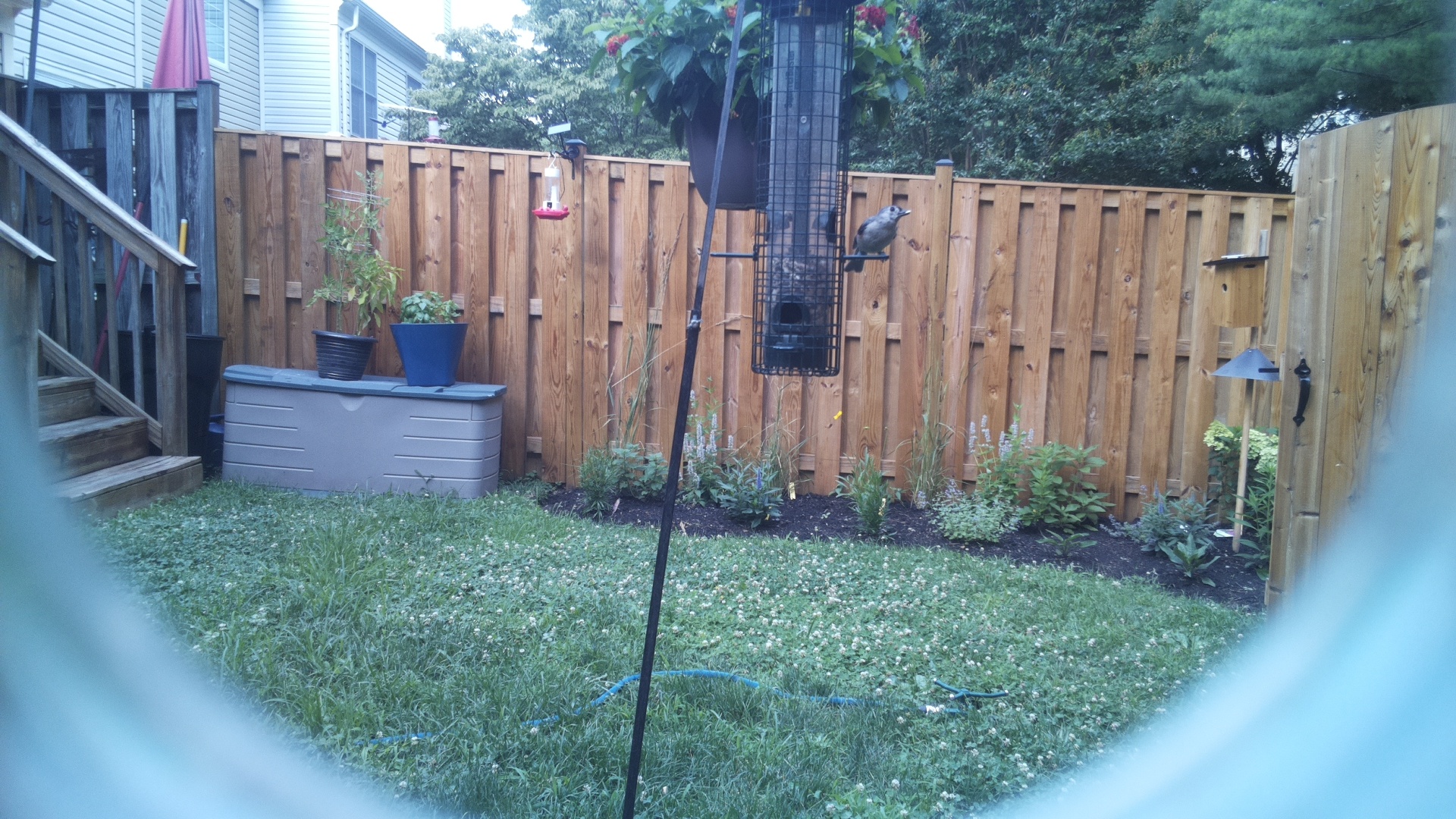 Unknown Bird