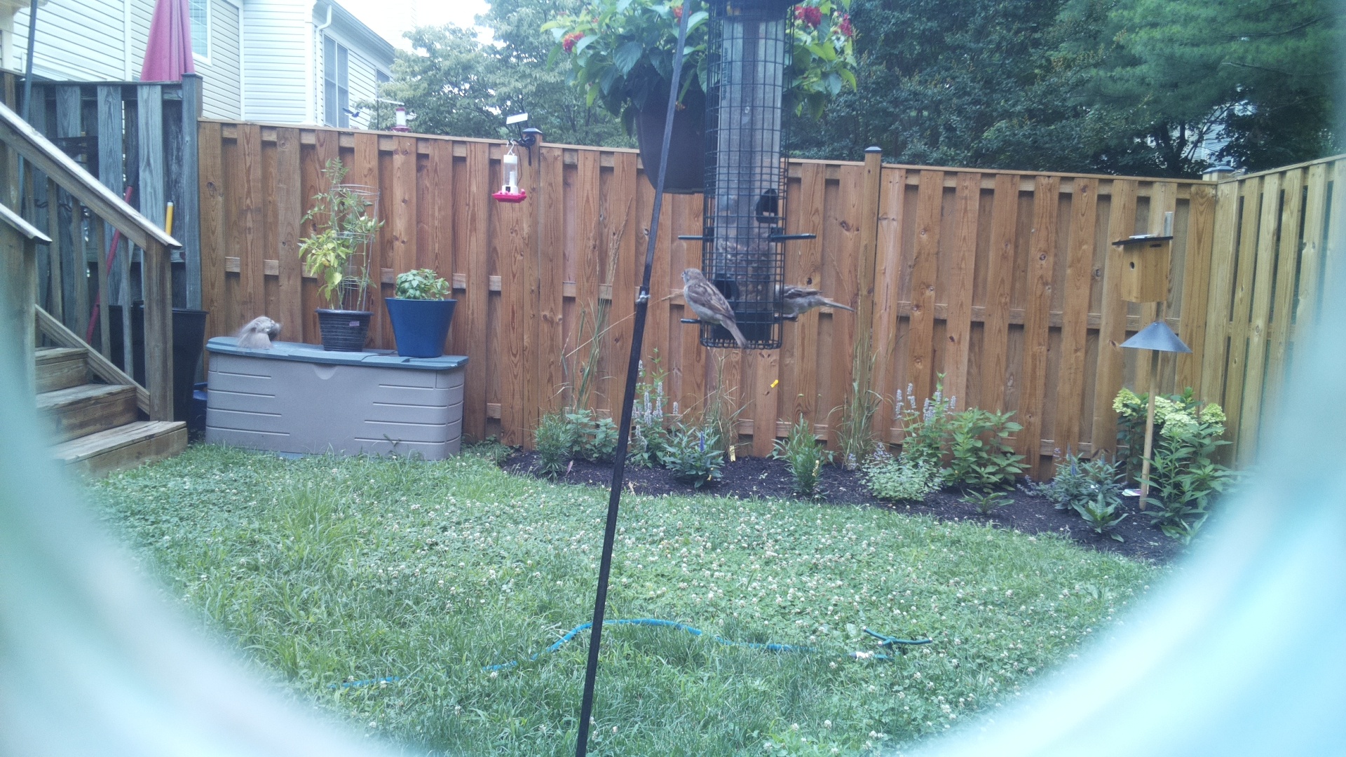 Likely Finch