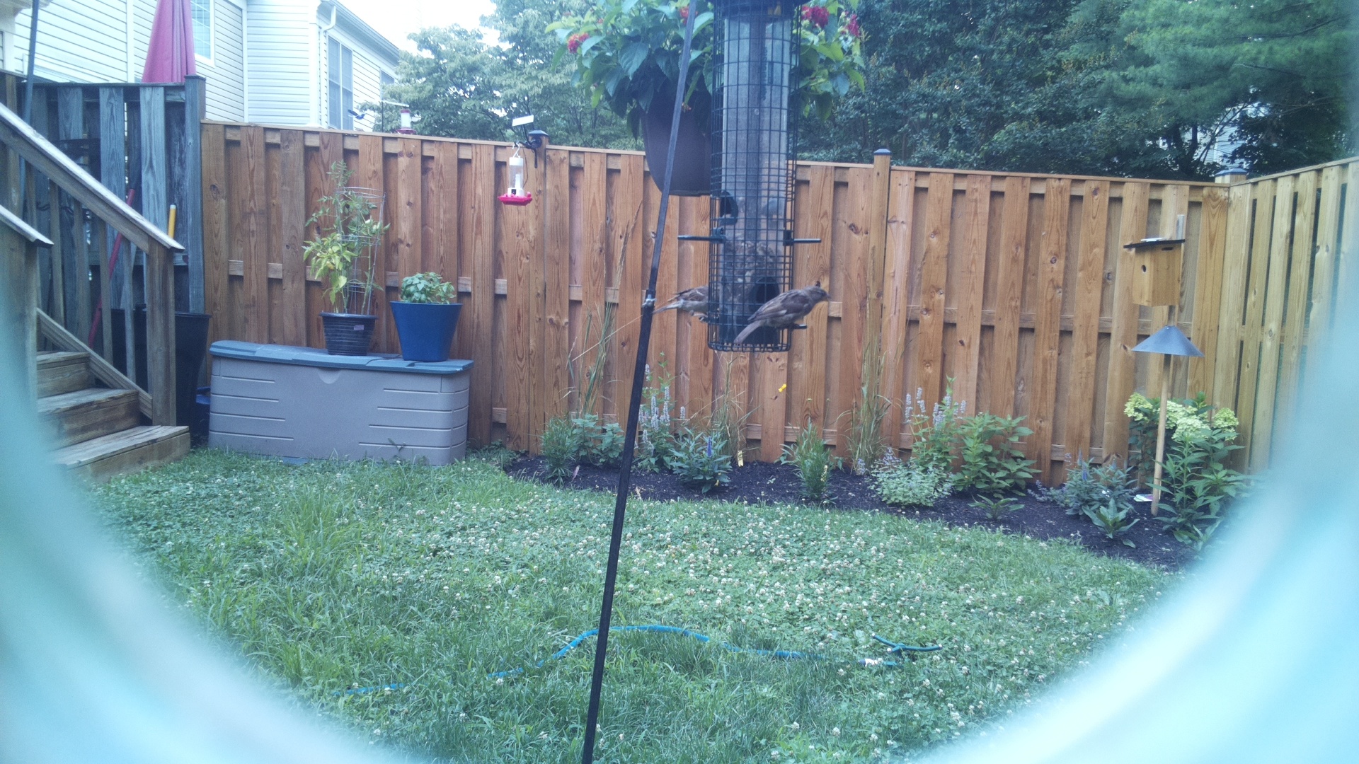 Unknown Bird