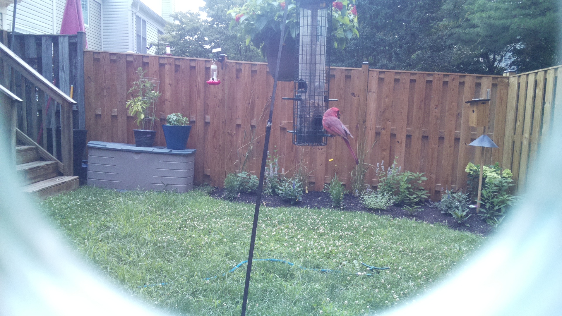 Purple Finch