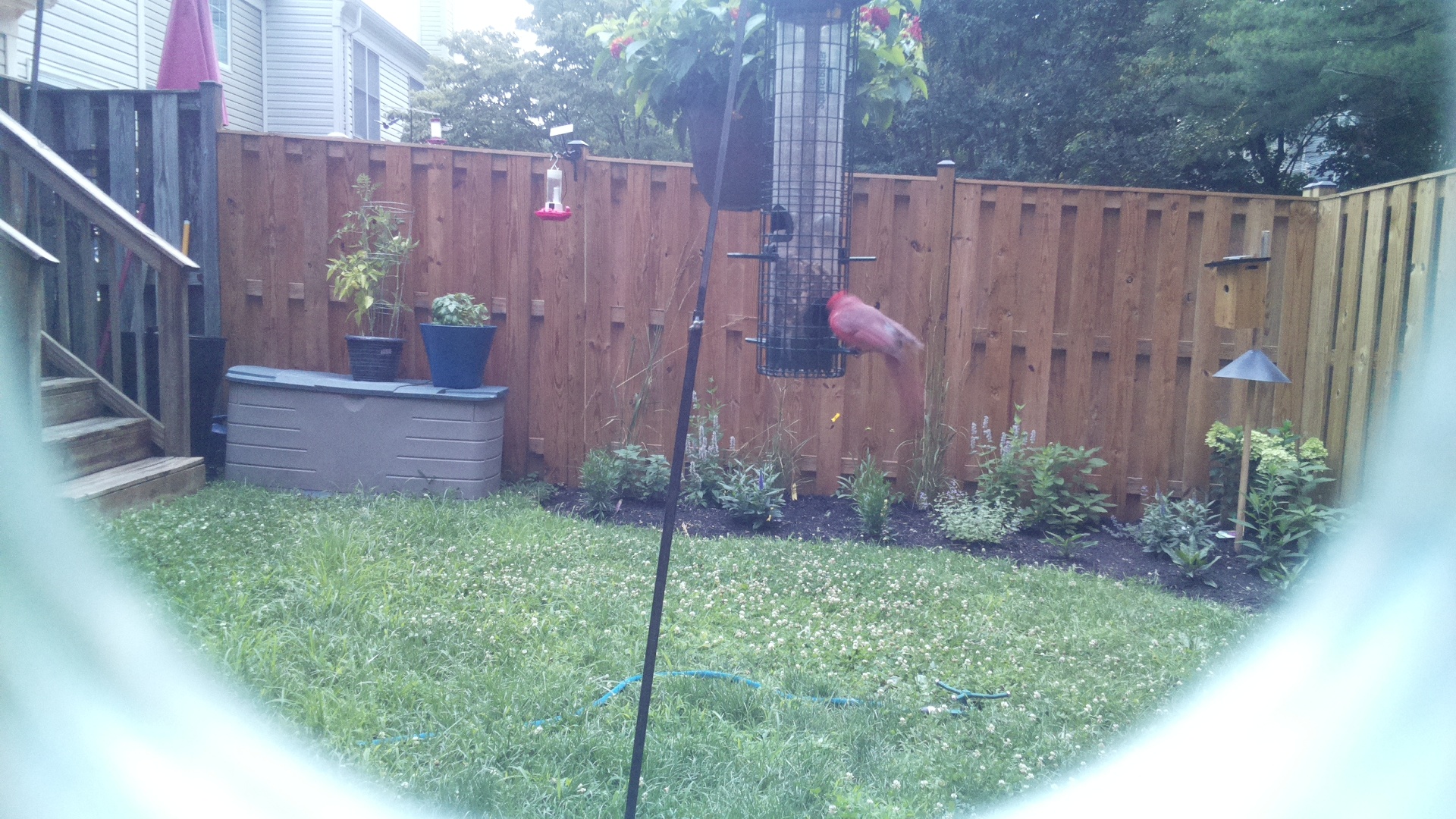 Purple Finch