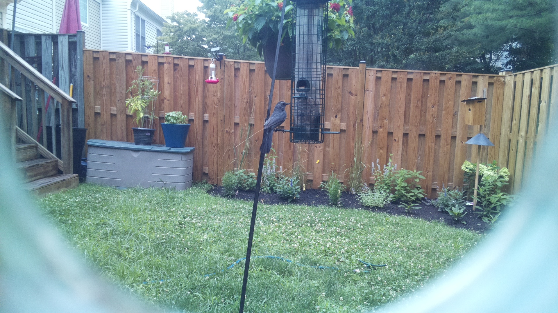Brown-headed Cowbird