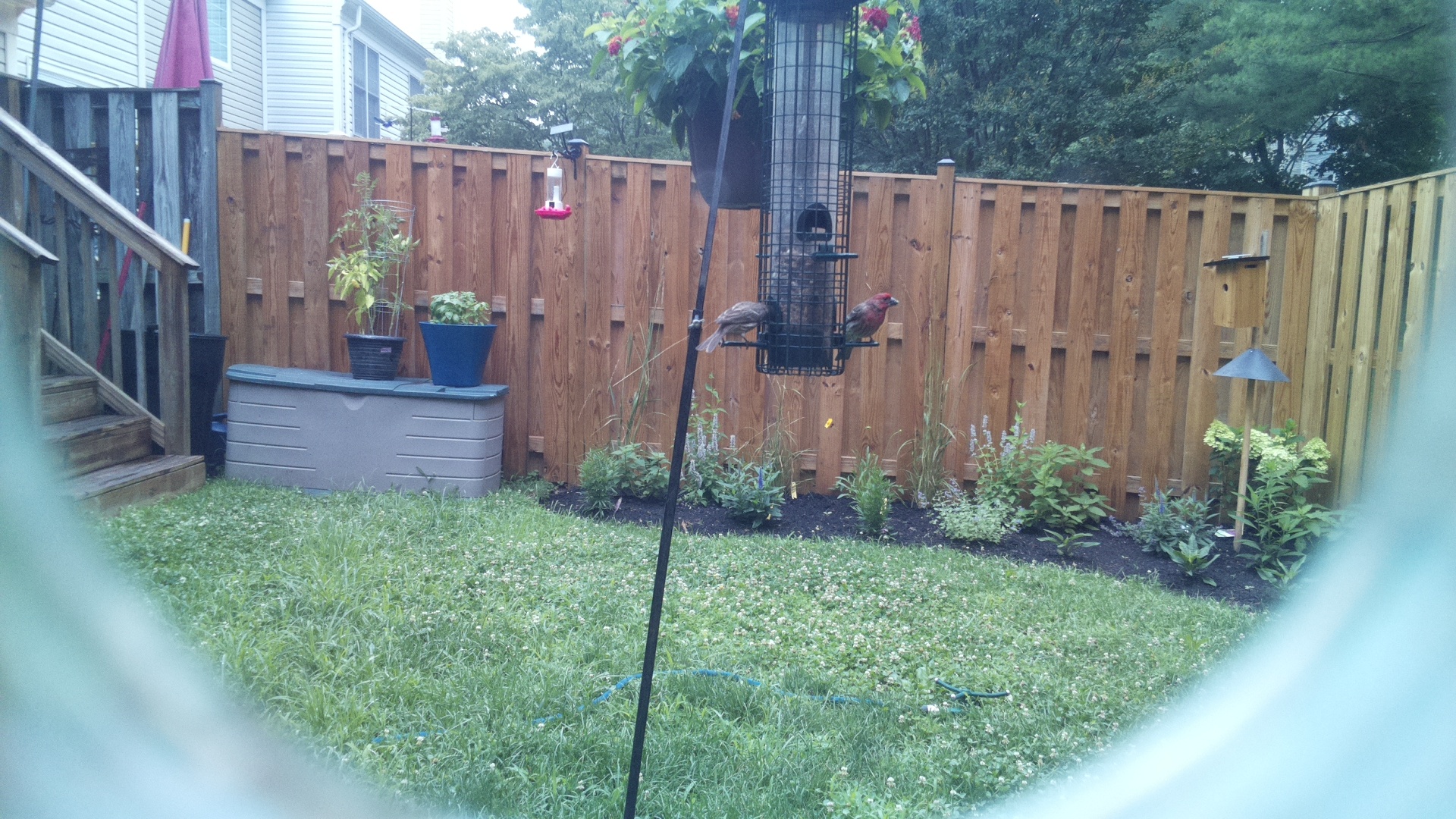 Purple Finch