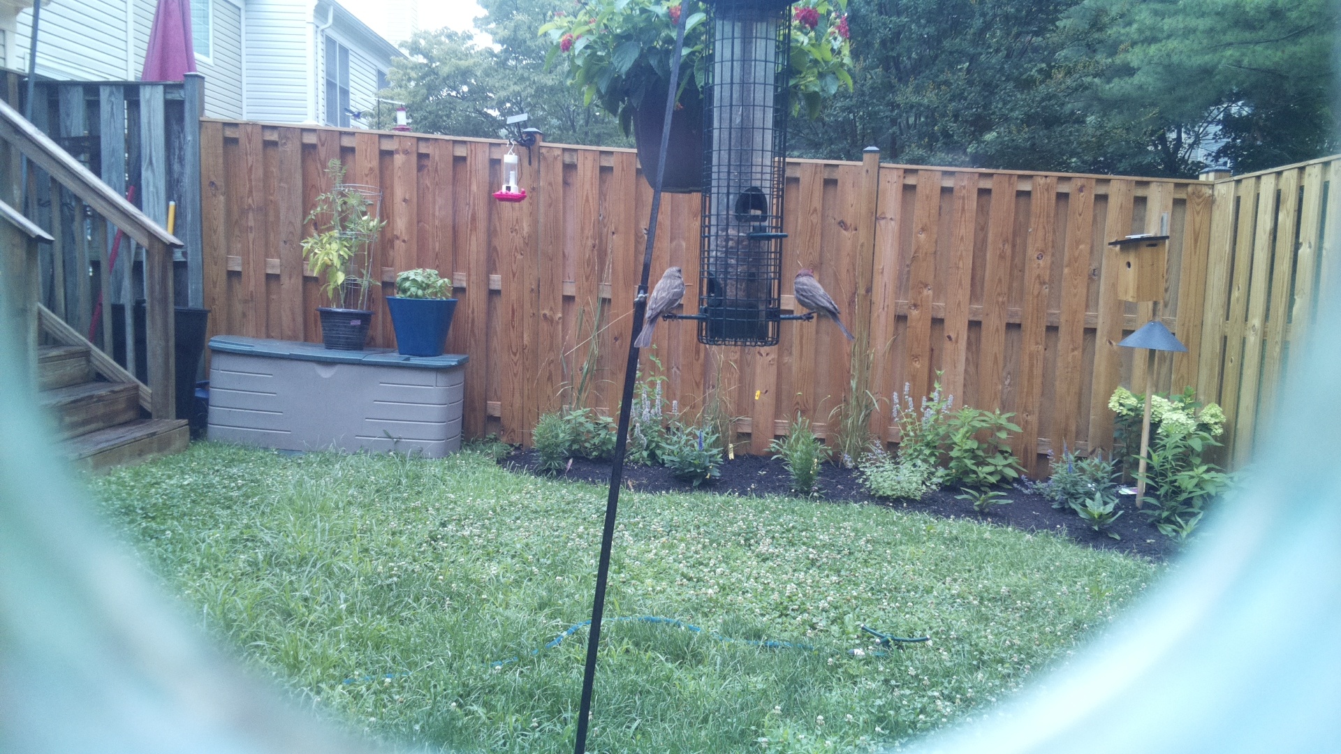 House Finch