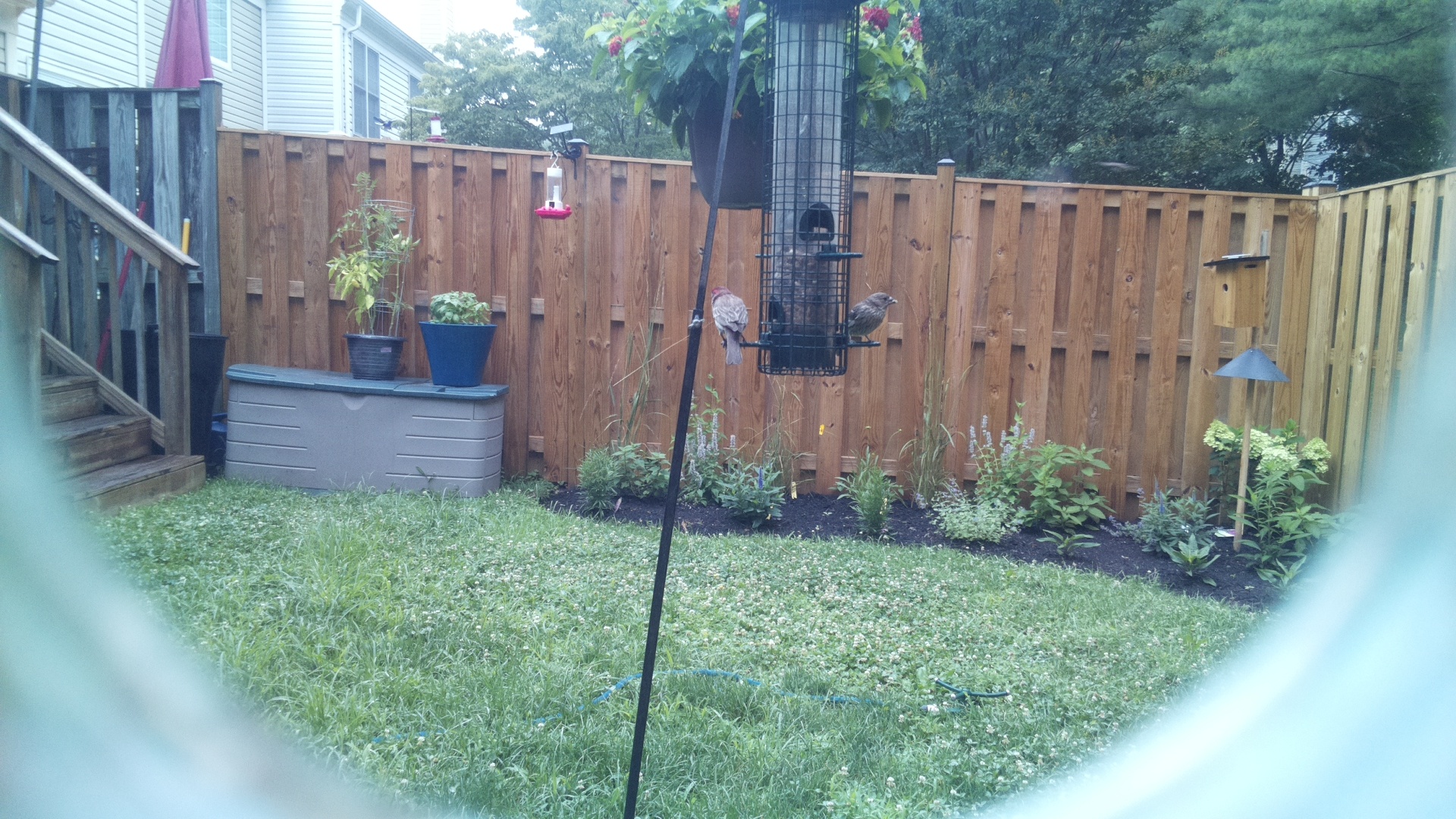 Unknown Bird