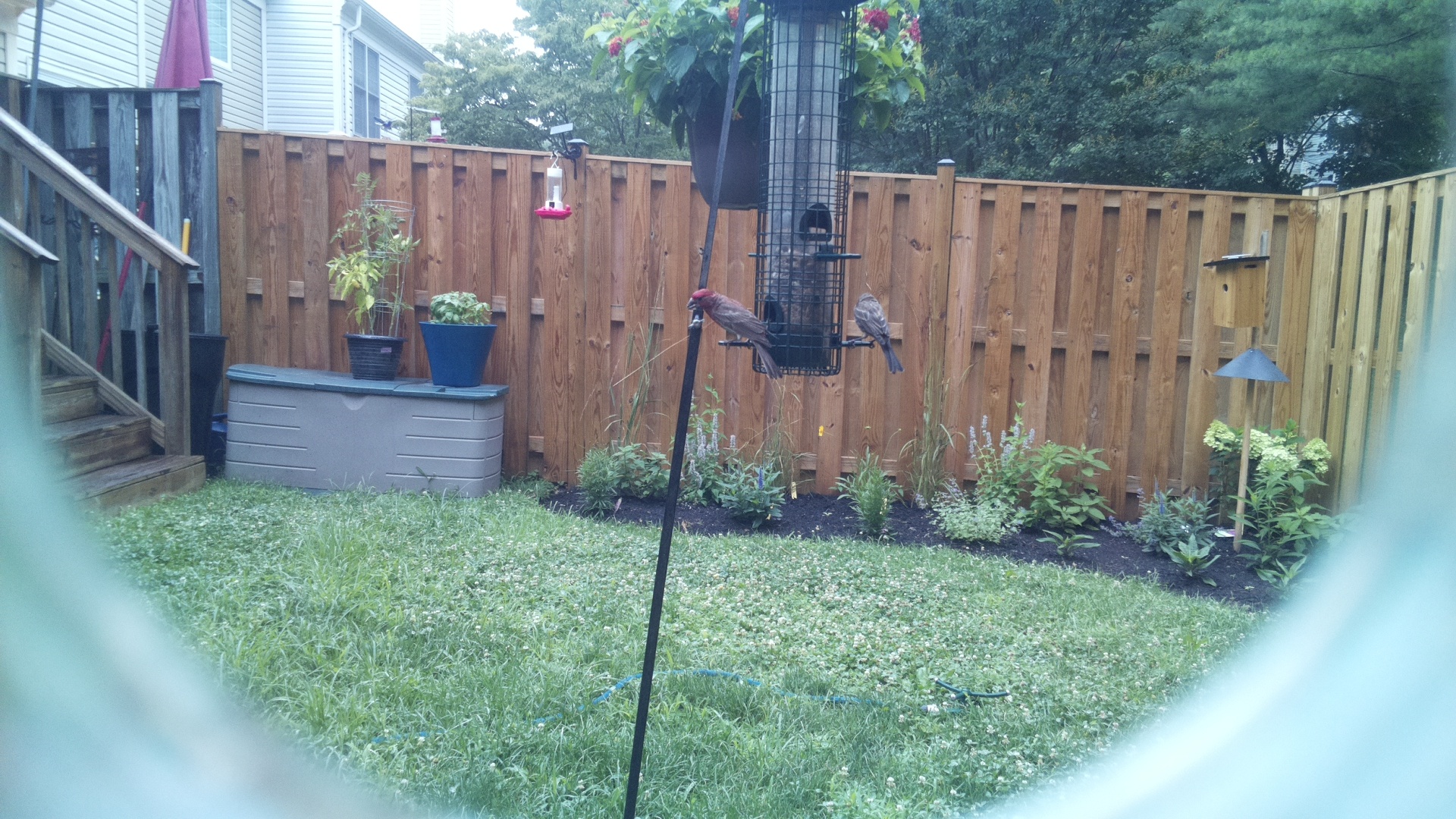 Likely Chickadee/Titmouse