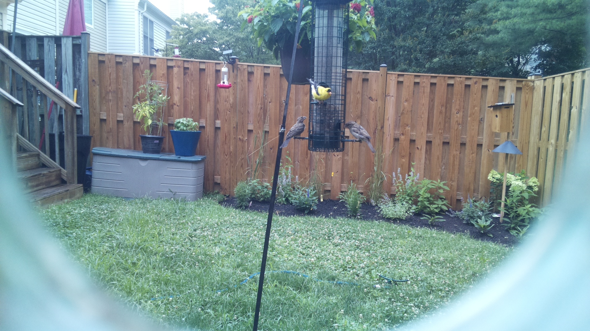 Purple Finch
