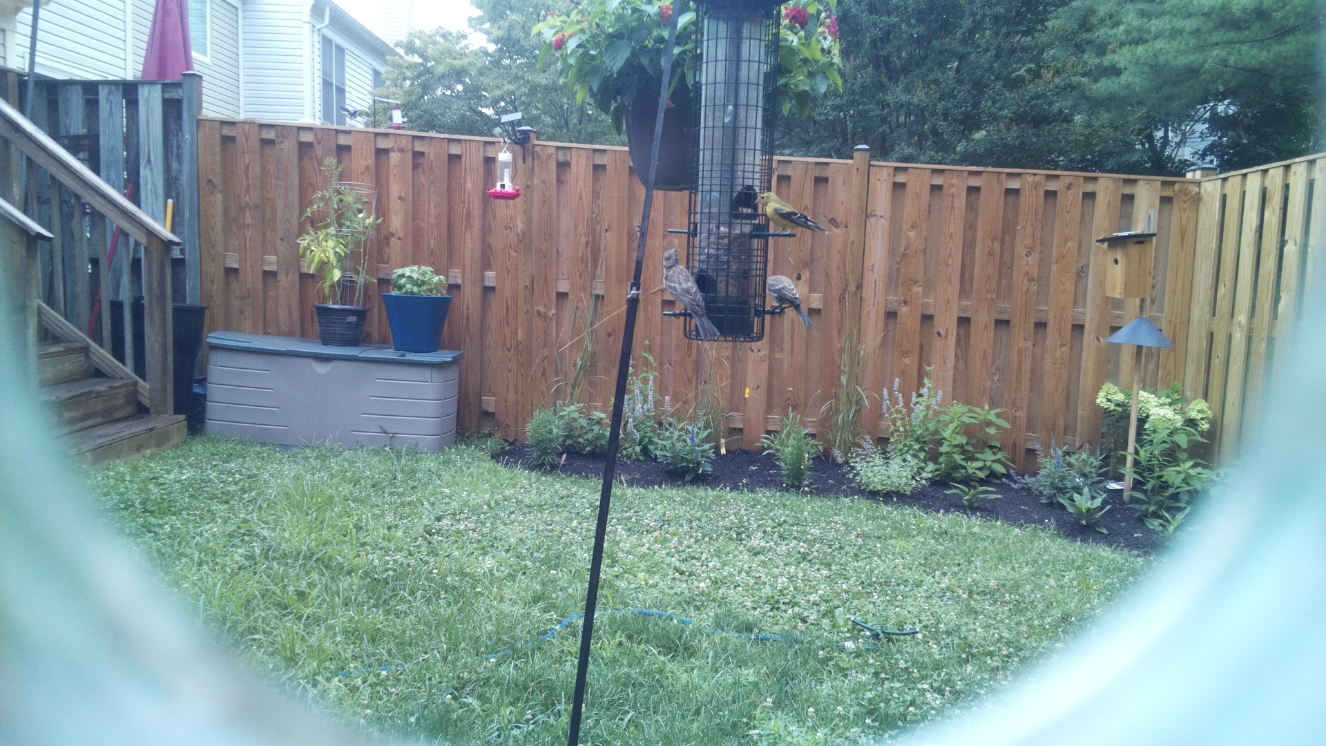 American Goldfinch