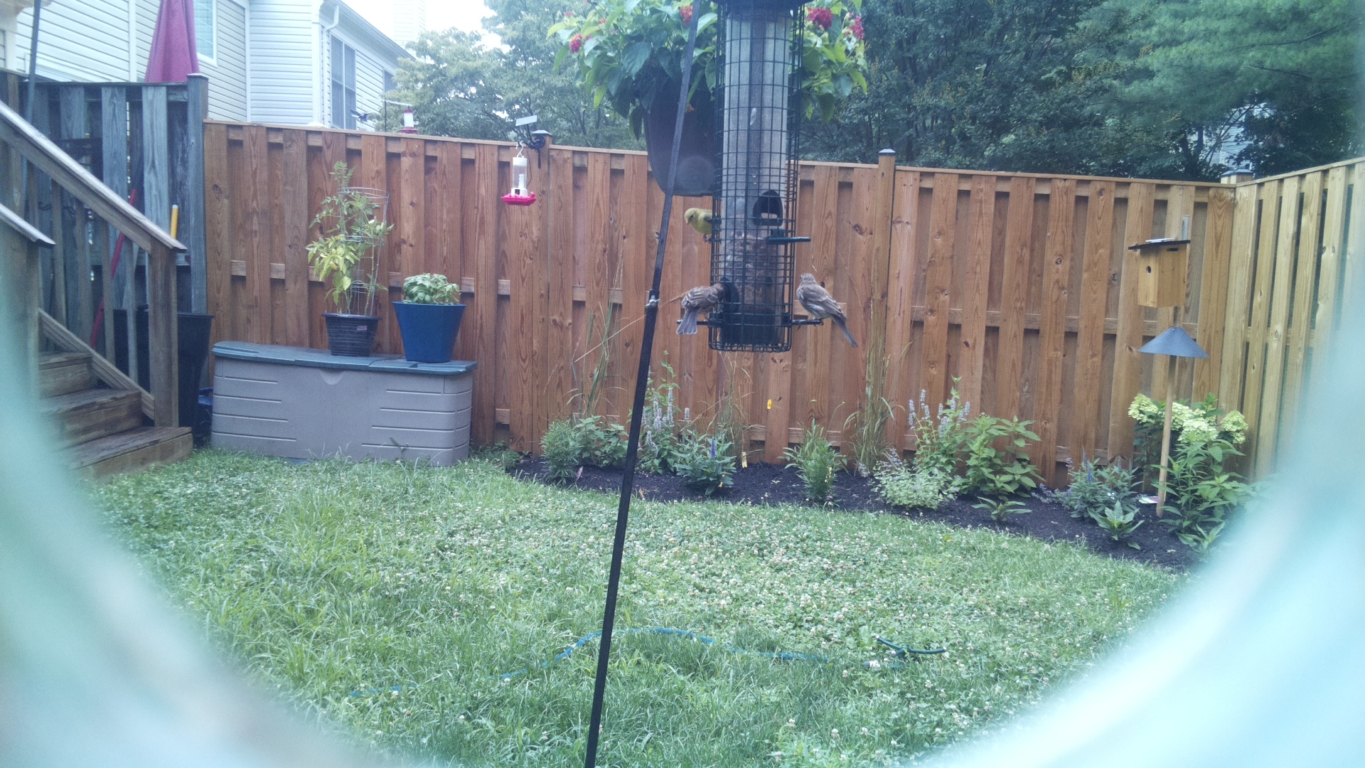 Likely Chickadee/Titmouse