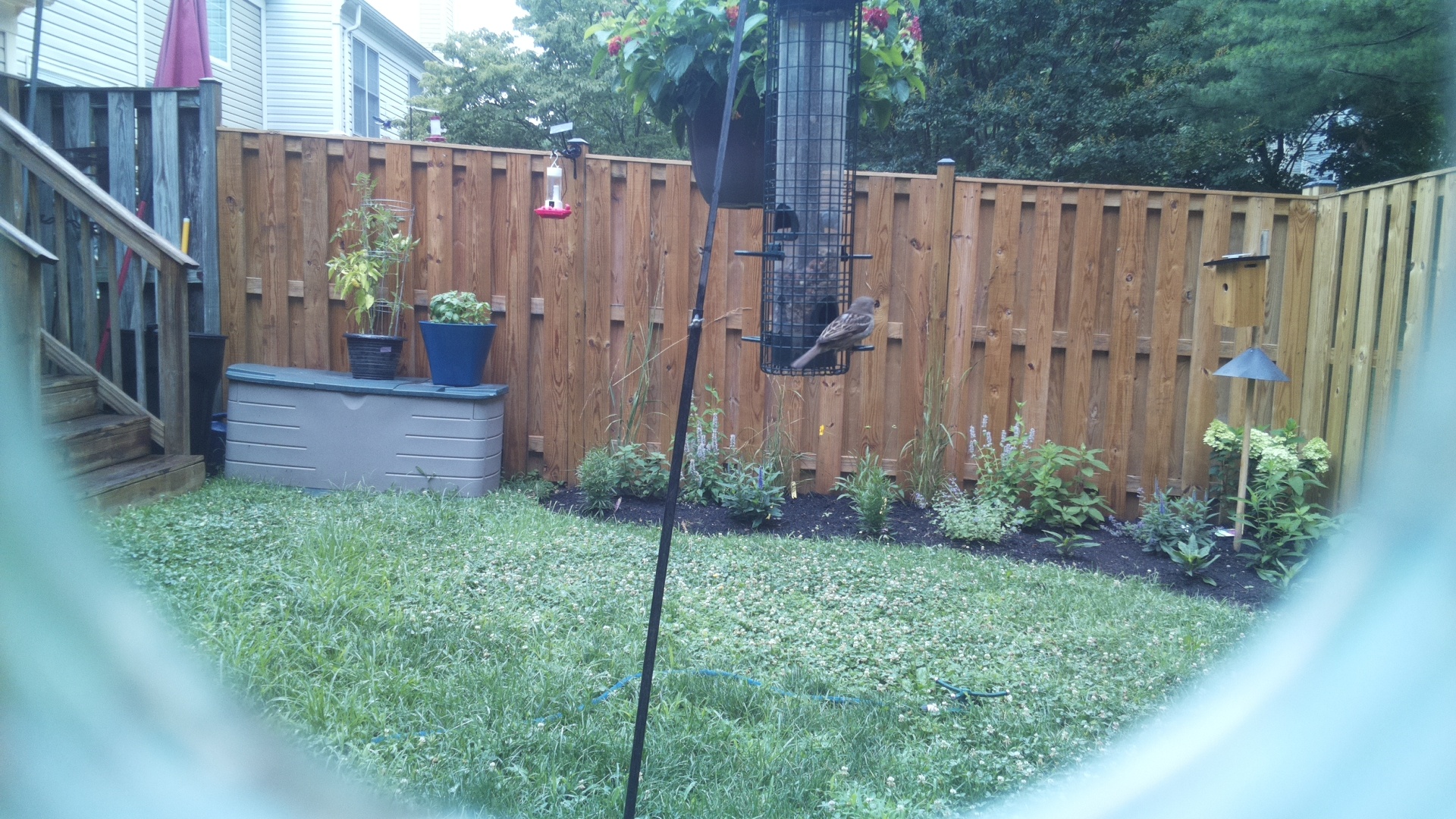 Purple Finch