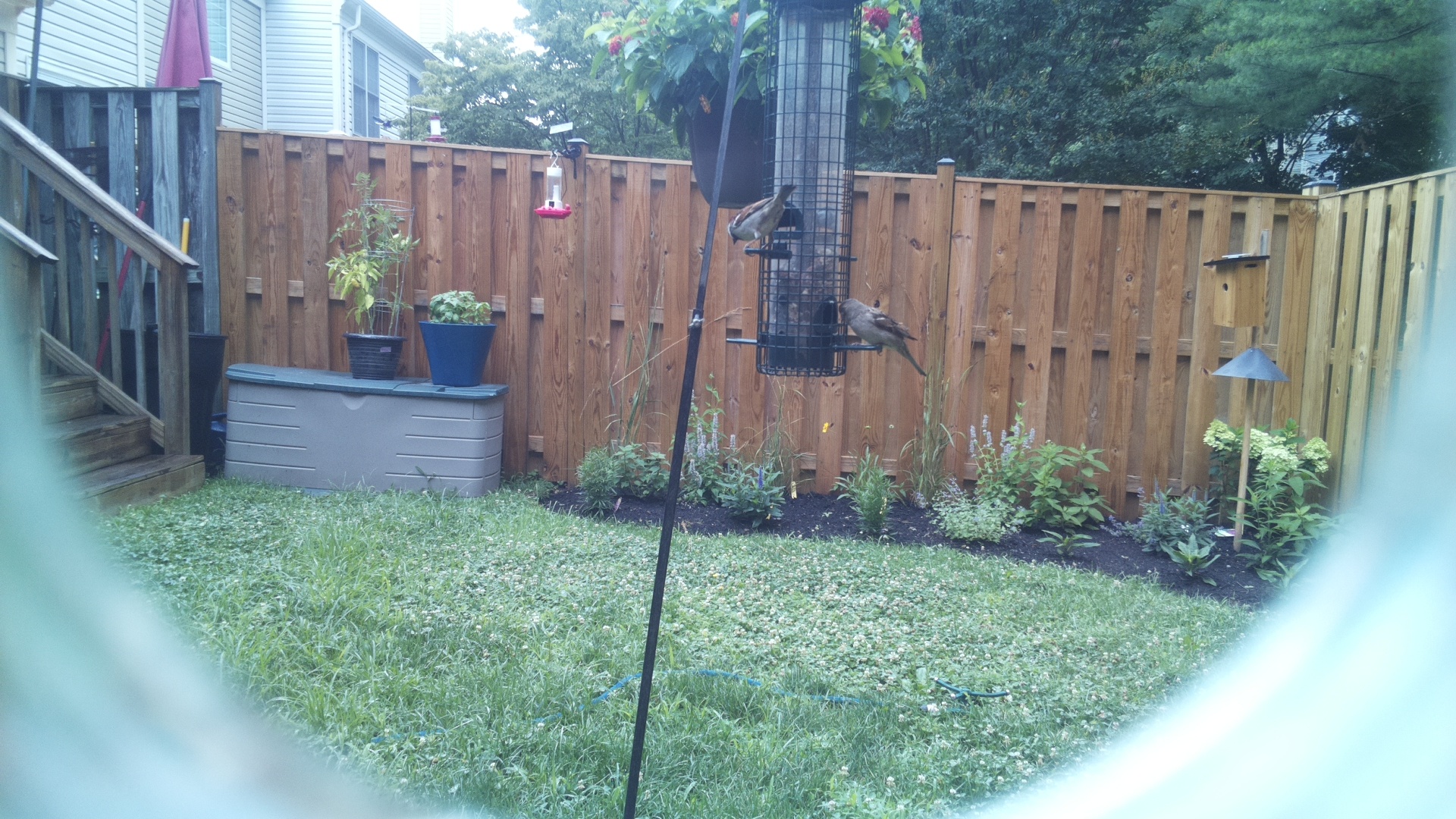 Tufted Titmouse