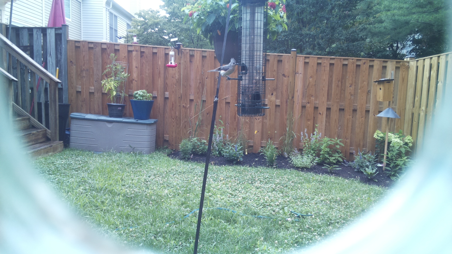 Tufted Titmouse
