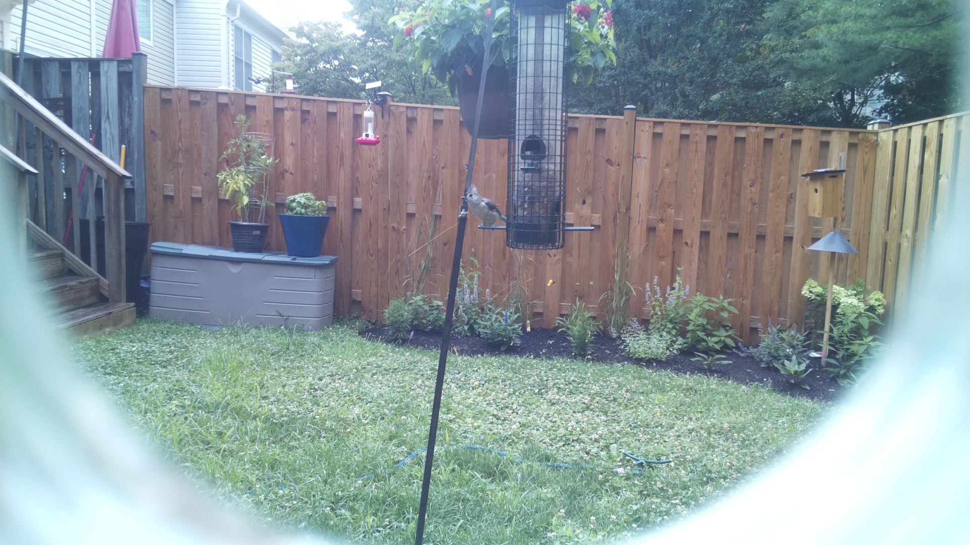 Tufted Titmouse