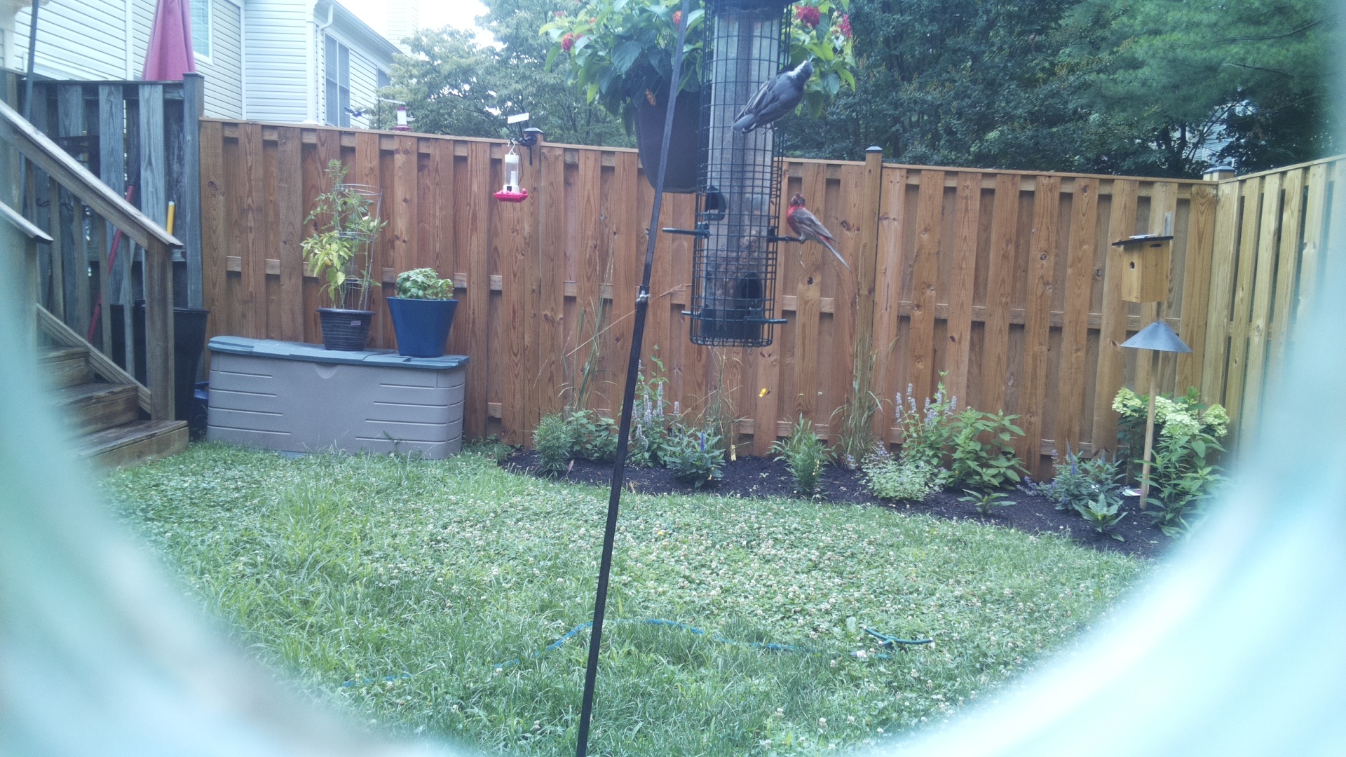 Purple Finch