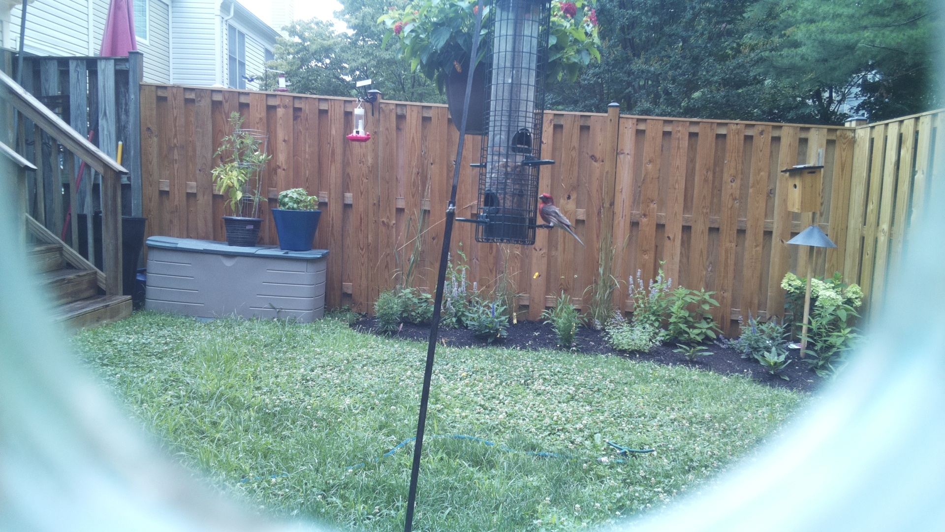 Purple Finch