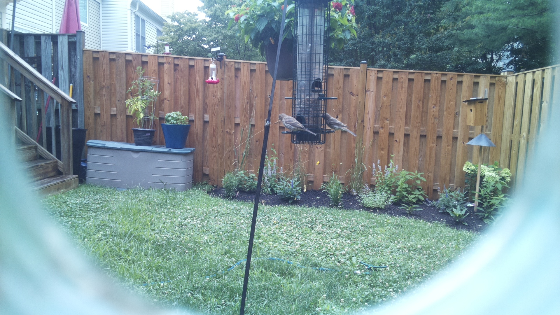 Likely Finch